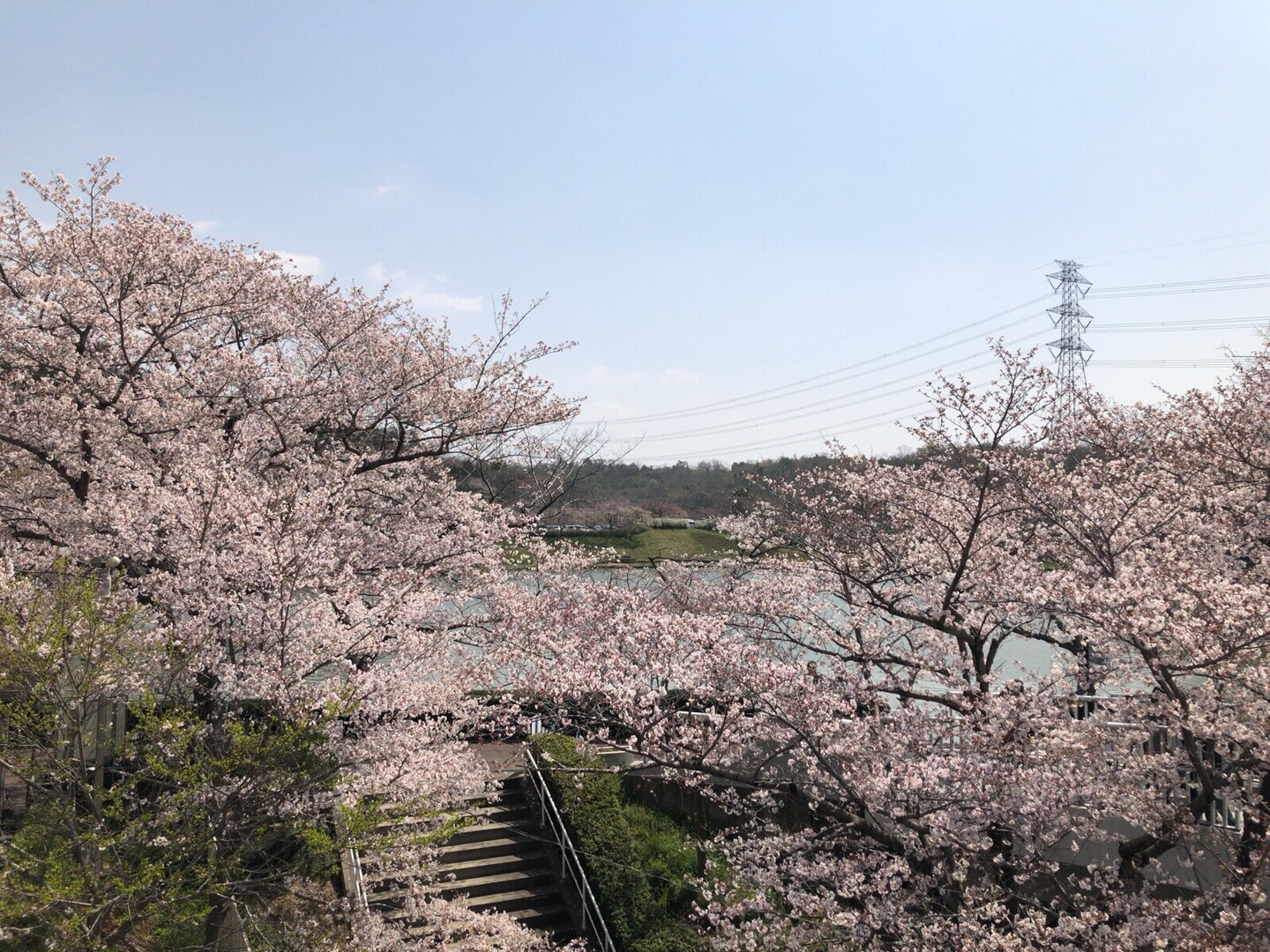 しだれ桜満開 新春の東谷山tk Fp巡り Sagさんの東谷山の活動日記 Yamap ヤマップ