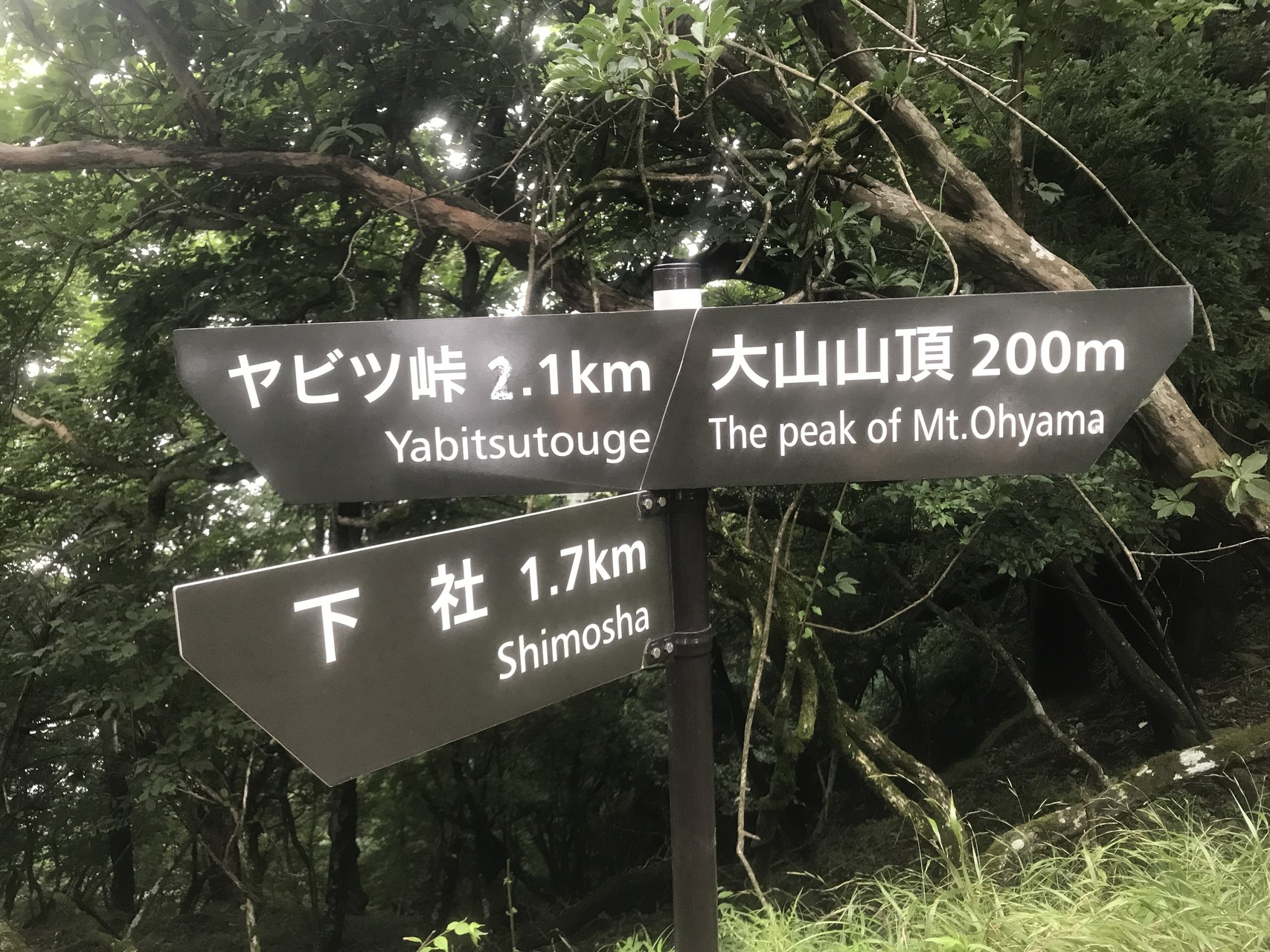 トレランお盆合宿 小田急東海大学前 丹沢大山 ジローさんの大山 神奈川県 の活動データ Yamap ヤマップ