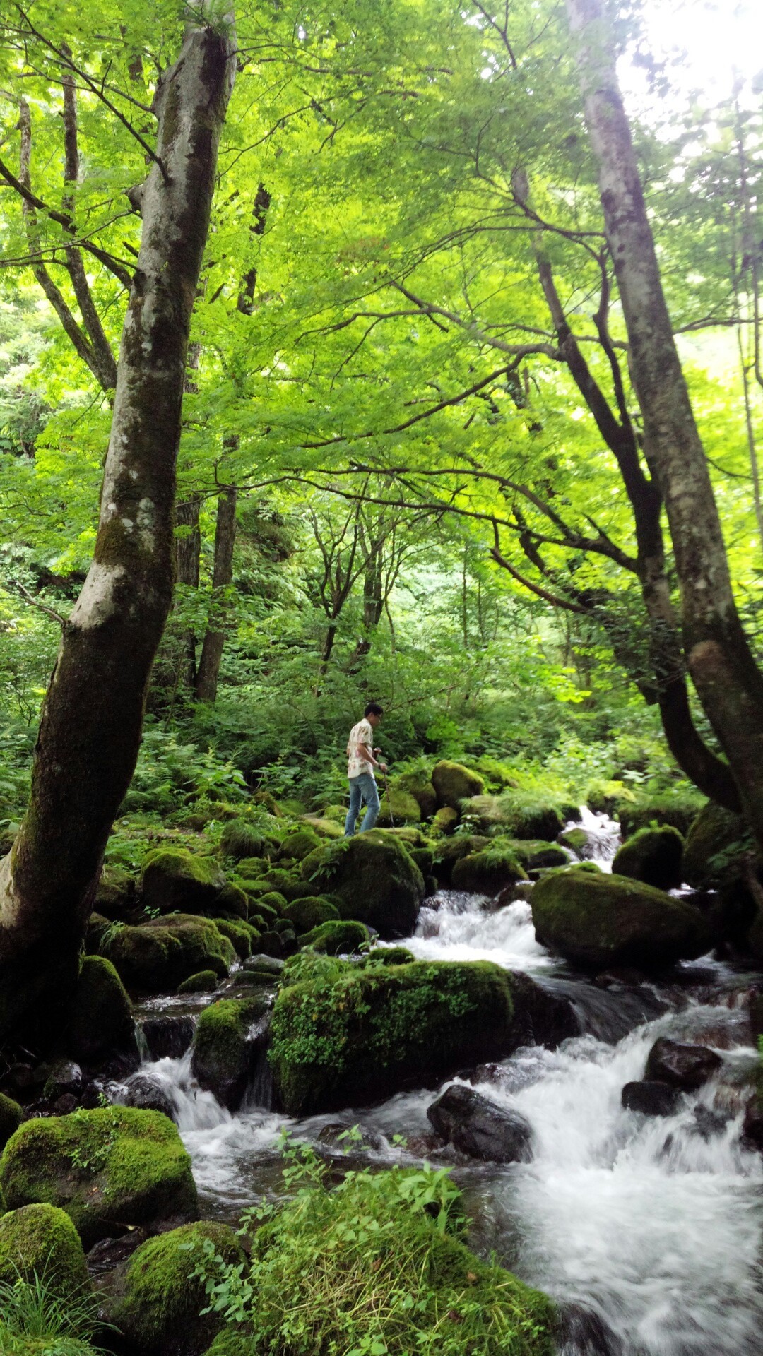 木谷川渓流とアロハ 柚子丼さんの大山 甲ヶ山 野田ヶ山の活動データ Yamap ヤマップ