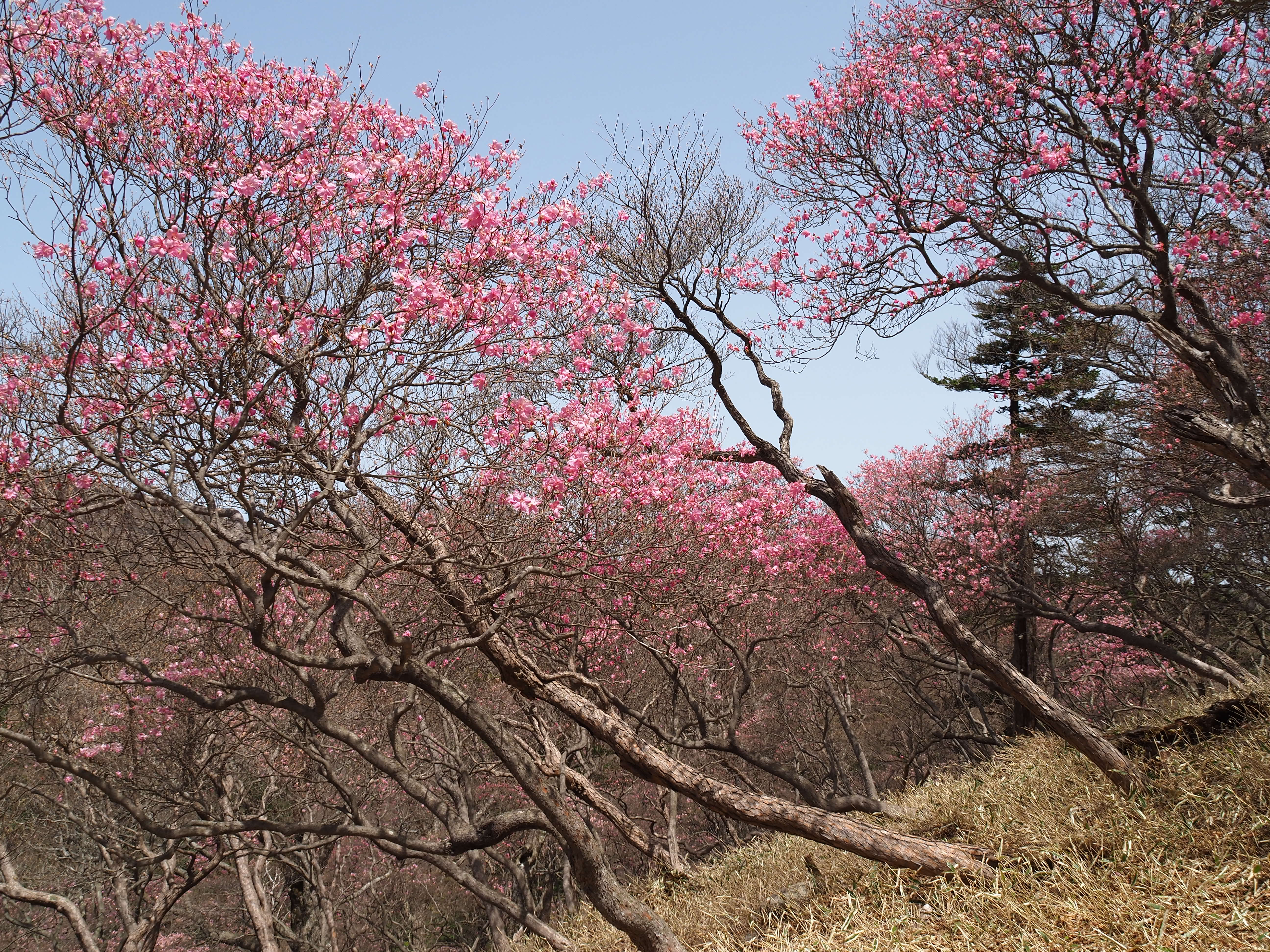 ミツモチ山 大丸アカヤシオツツジ群生地 Chougen Bowさんの高原山 釈迦ヶ岳 鶏頂山の活動データ Yamap ヤマップ