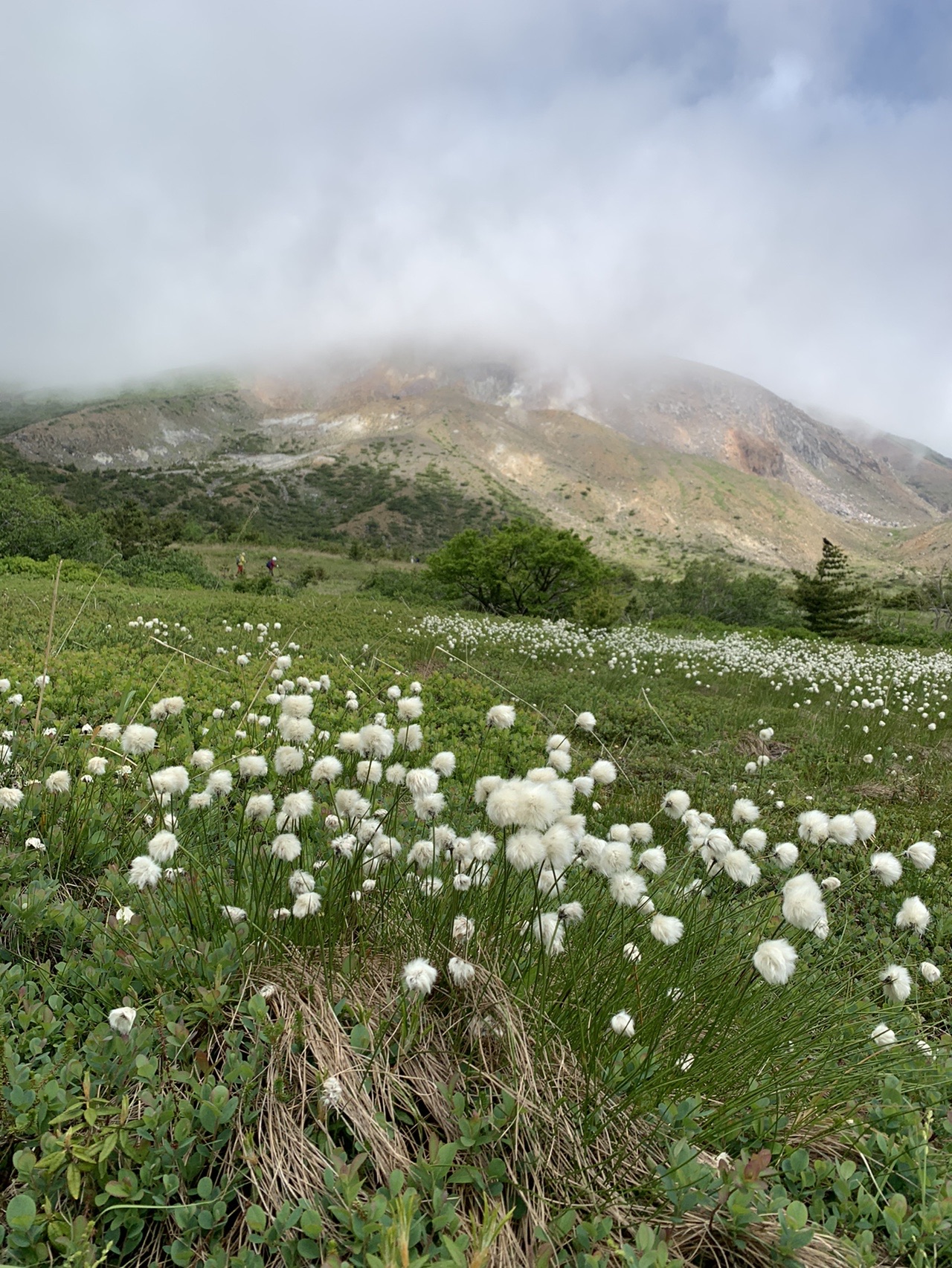 ワタスゲと一切経山 三太さんの吾妻山 一切経山の活動データ Yamap ヤマップ