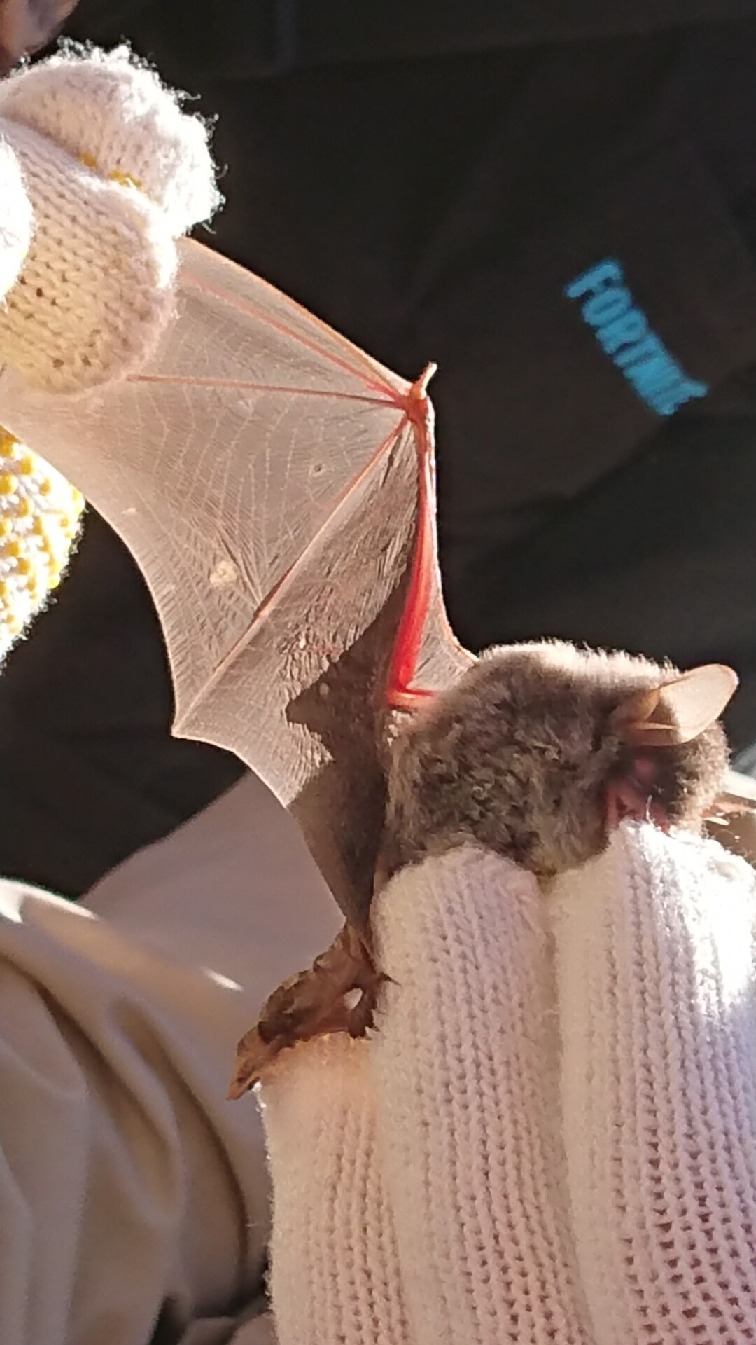 動物観察へ高峰山(三重県)20201114 / やまびこさんの高峰山の活動データ YAMAP / ヤマップ