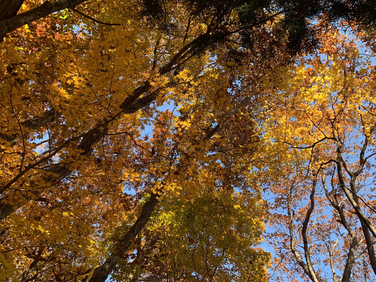御荷鉾山（西御荷鉾山） / chinaさんの御荷鉾山・オドケ山・桐ノ城山の活動データ YAMAP / ヤマップ