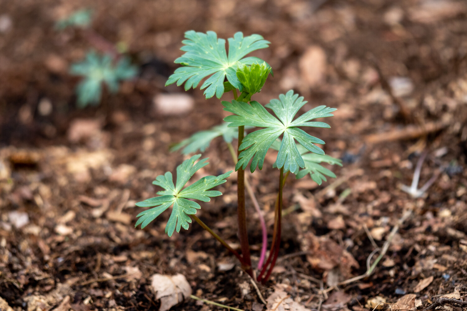 庭の野草たち 八ヶ岳 赤岳 硫黄岳 天狗岳 の写真13枚目 トリカブトの葉 花はきれいなのですが Yamap ヤマップ