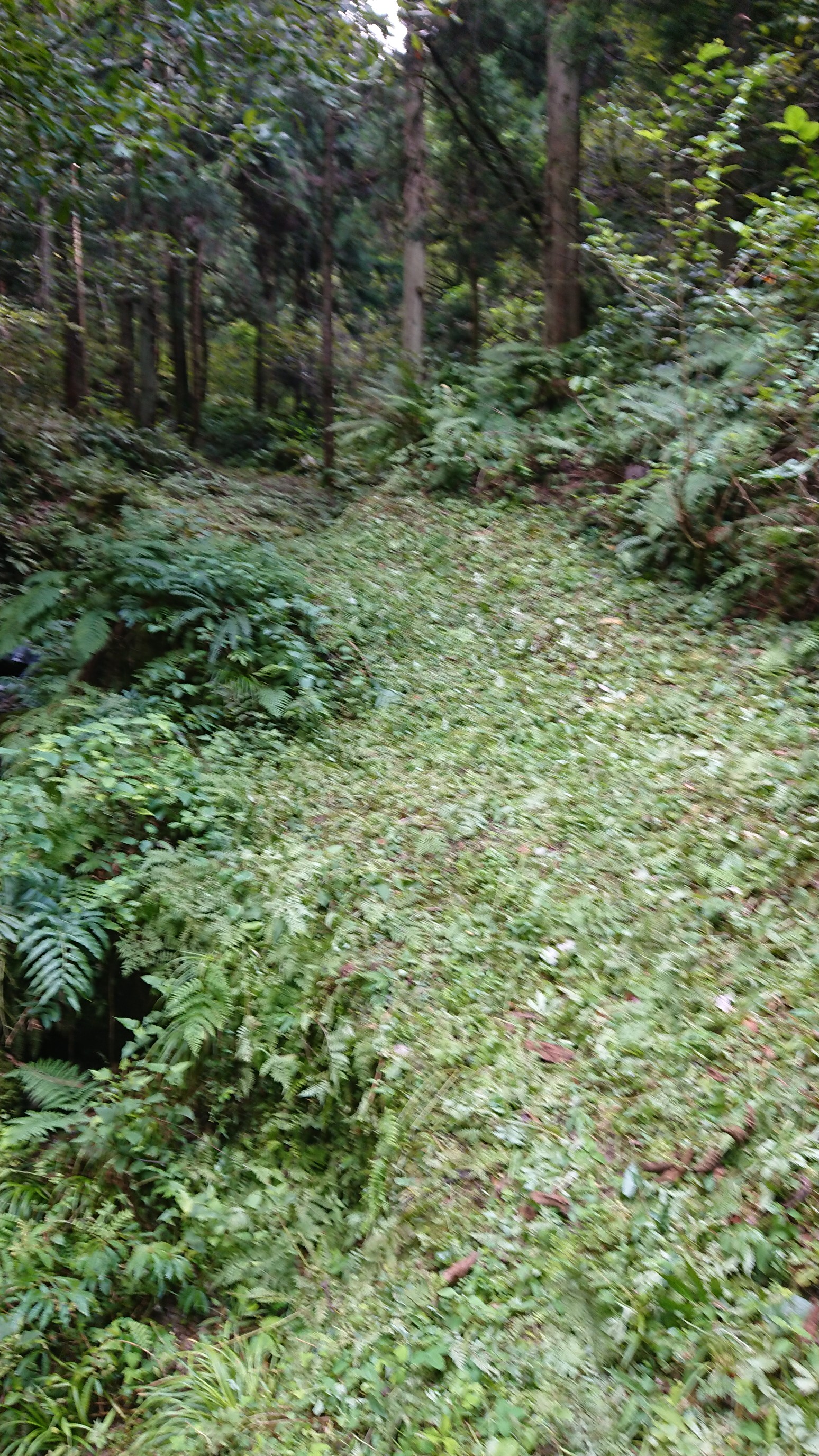 木六山・銀次郎山 綺麗に刈り込まれて