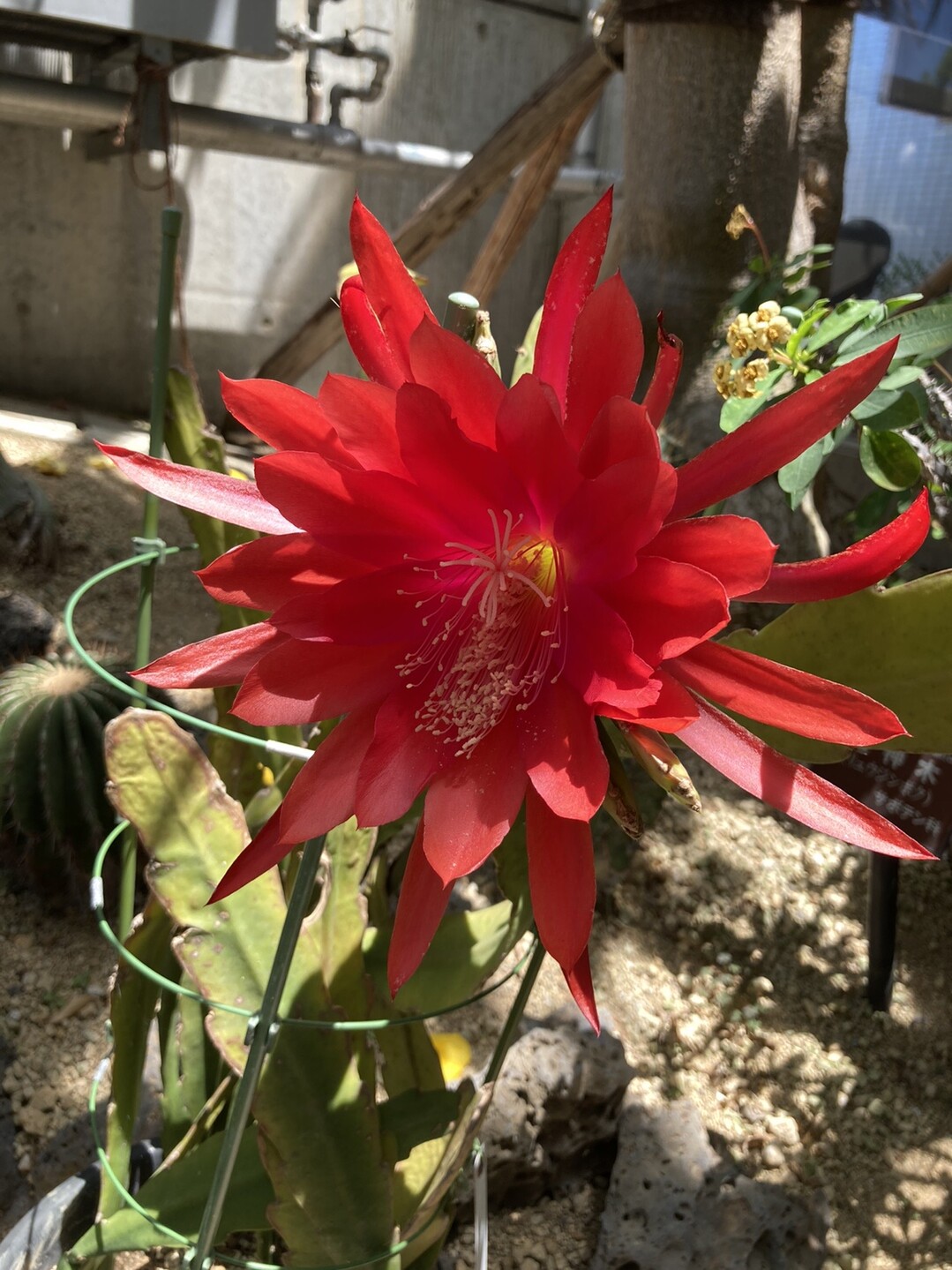 マドンナリリーに会いたくて In 花の文化園 06 07 ダーリン さんの岩湧山 一徳防山 三石山の活動日記 Yamap ヤマップ