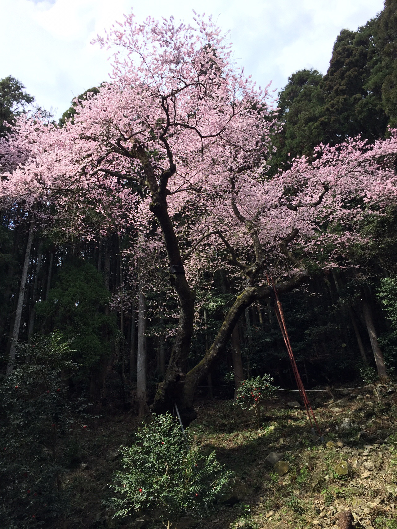 福智山 源平桜 虎尾桜 まこさんの福智山 尺岳 雲取山の活動データ Yamap ヤマップ