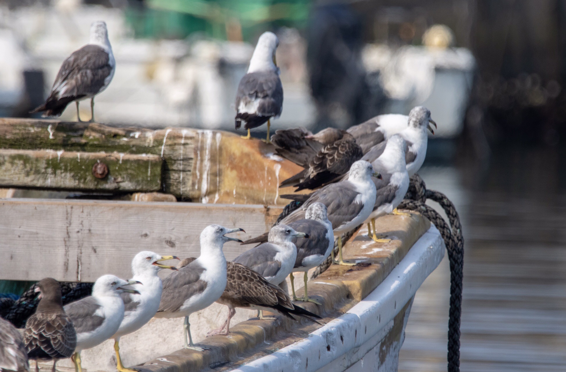 ウミネコ観察散歩 ハシビロコウさんの日立アルプストレイル 神峯山の活動日記 Yamap ヤマップ