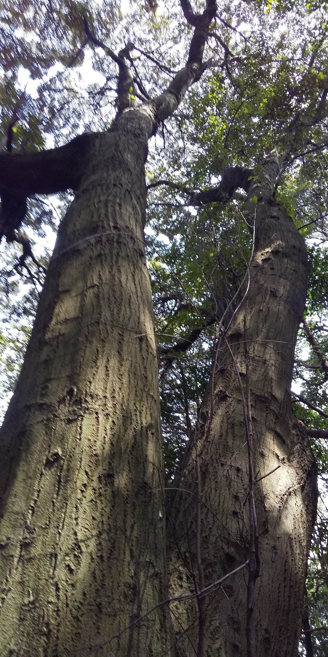 鹿毛馬 神籠石 (かけのうま こうごいし)⛰️厳島神社⛩️貴船神社⛩️ / 飯塚市の写真11枚目 YAMAP / ヤマップ