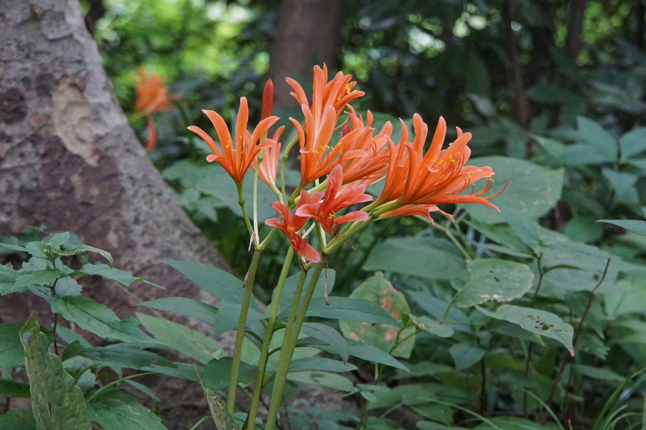 キツネノカミソリ咲く角田山へ Wataさんの角田山の活動データ Yamap ヤマップ