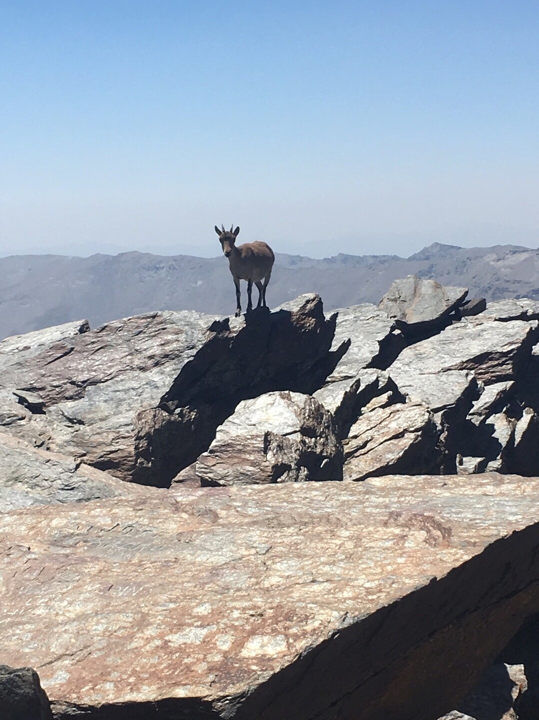 ムラセン山 スペイン イベリア半島最高峰 Akiさんの東京都23区 中央エリアの活動データ Yamap ヤマップ