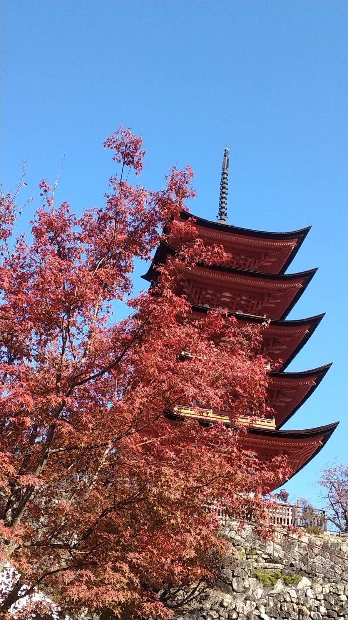紅葉の宮島 満喫 Takabouさんの宮島 厳島 弥山の活動データ Yamap ヤマップ