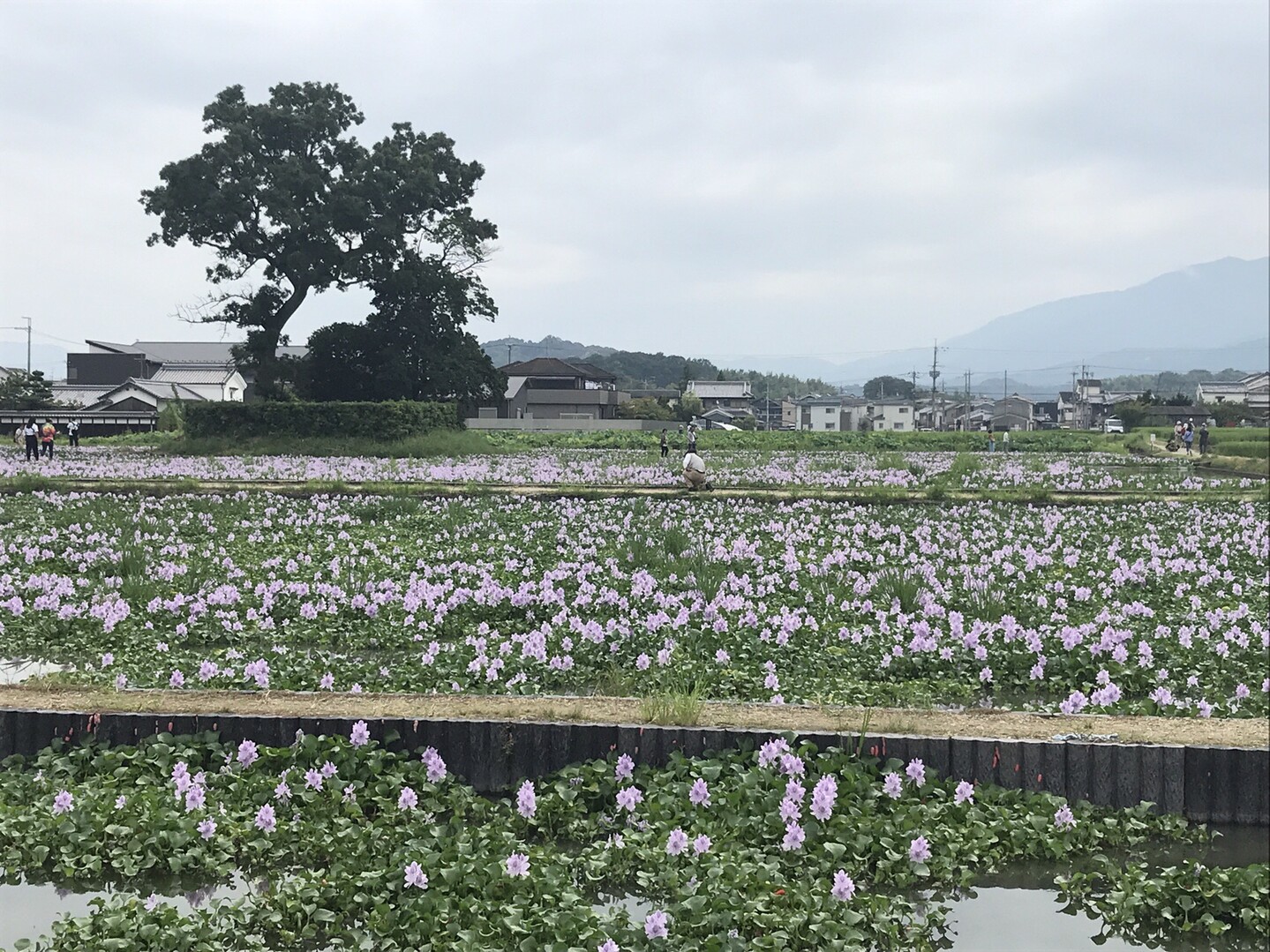 奈良 本薬師寺跡の ホテイアオイ Furufuruさんの大和三山 天香久山 畝傍山 耳成山 の活動データ Yamap ヤマップ