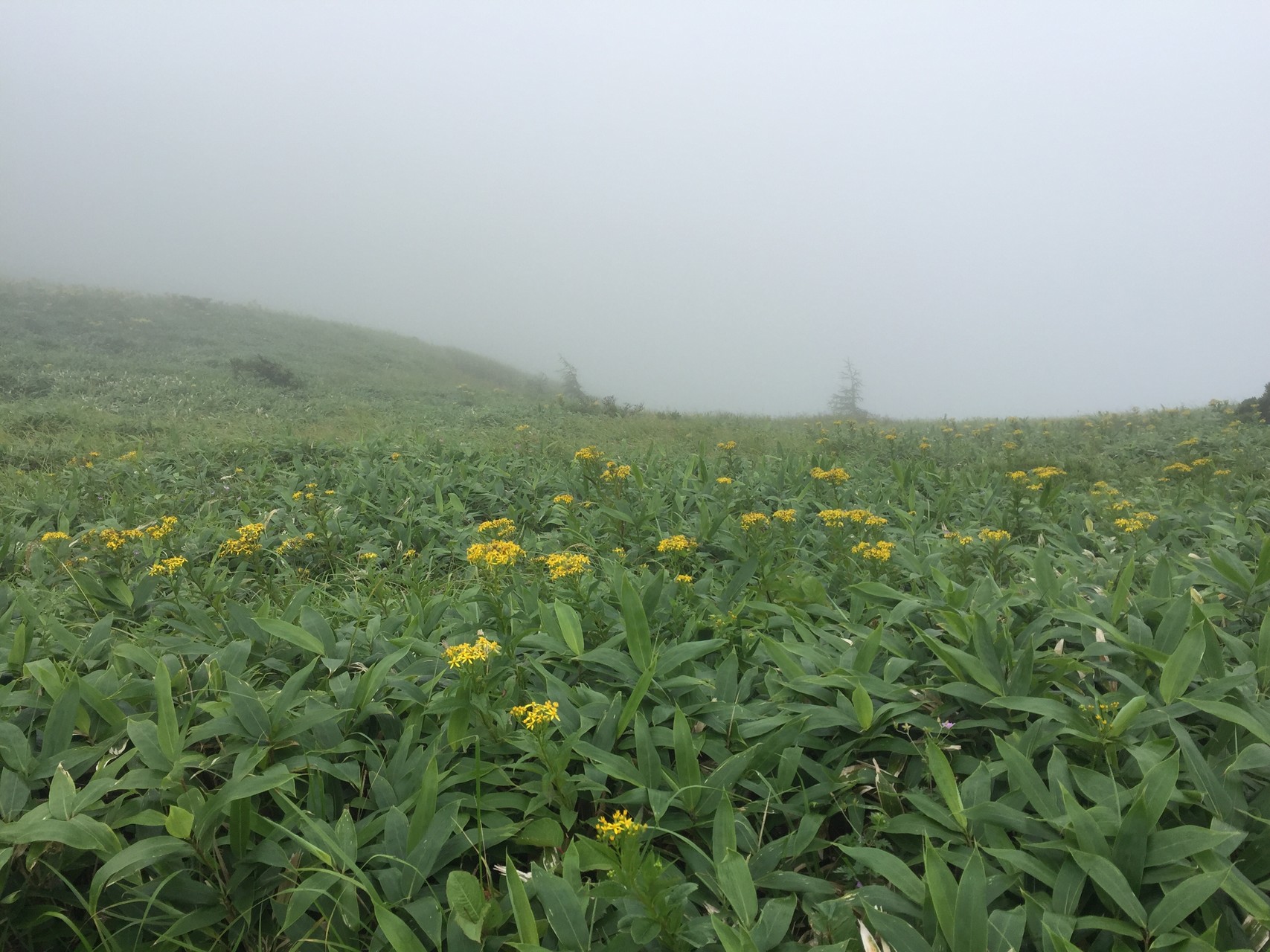 高原のお花畑 美ヶ原高原を歩く のりのり さんの美ヶ原の活動データ Yamap ヤマップ