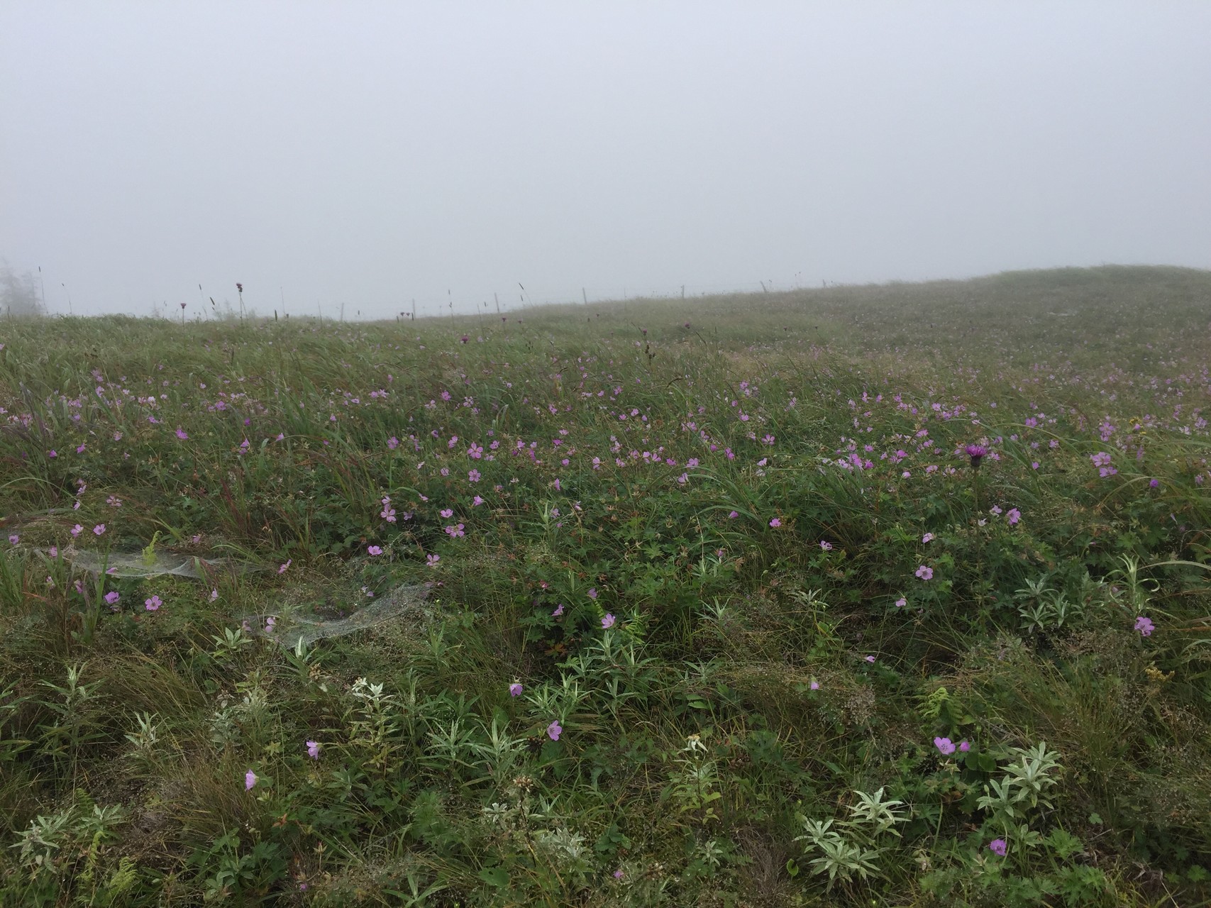 高原のお花畑 美ヶ原高原を歩く のりのり さんの美ヶ原の活動データ Yamap ヤマップ