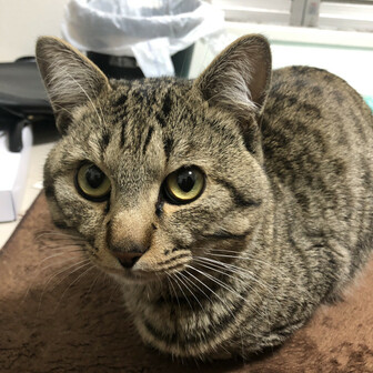 えだぴっぴ