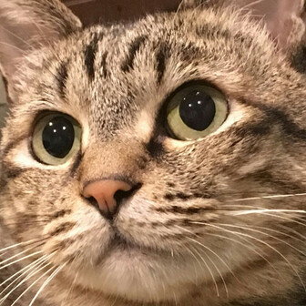 みぃちょん