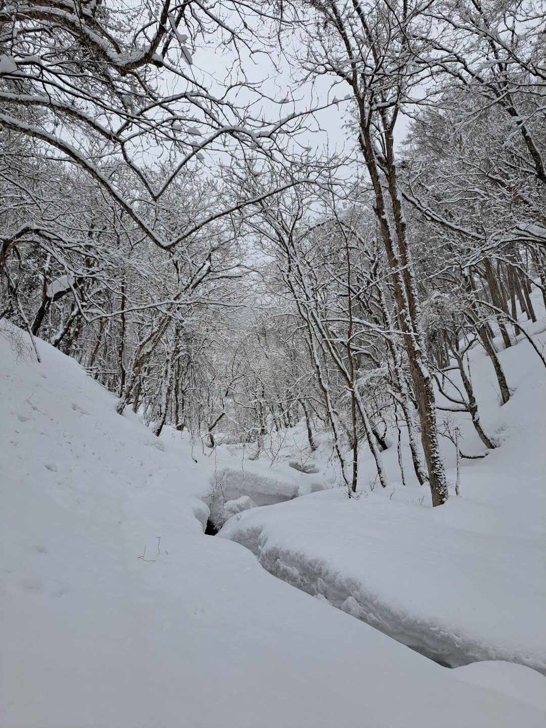 梵珠山（ラッセル・ラッセル💦） / さすらいのダイバーさんの梵珠山の活動データ YAMAP / ヤマップ
