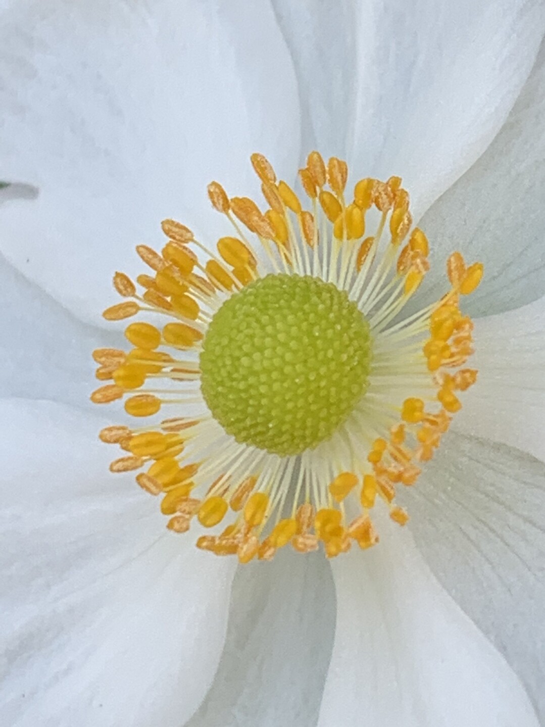 太宰府の里山散歩 とっこさんの太宰府市の活動日記 Yamap ヤマップ