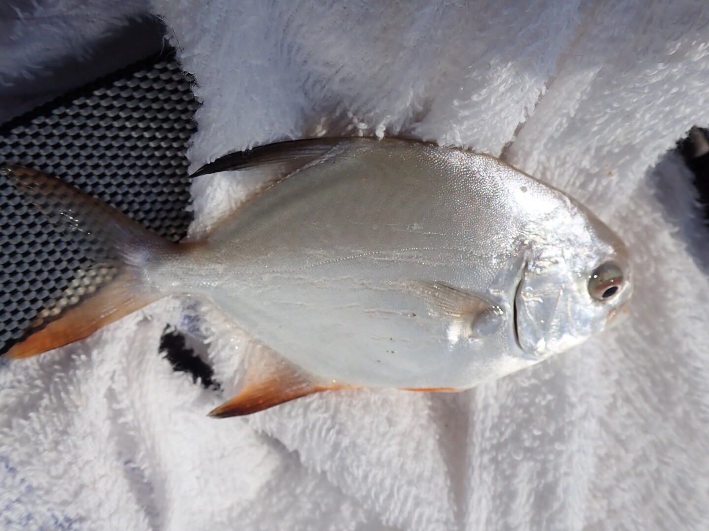 Tsurip 天ぷらネタ釣行記 忠岡 大津川河口 和歌山 煙樹ヶ浜 Itaさんの槇尾山 槙尾山 和泉葛城山 神於山の活動日記 Yamap ヤマップ