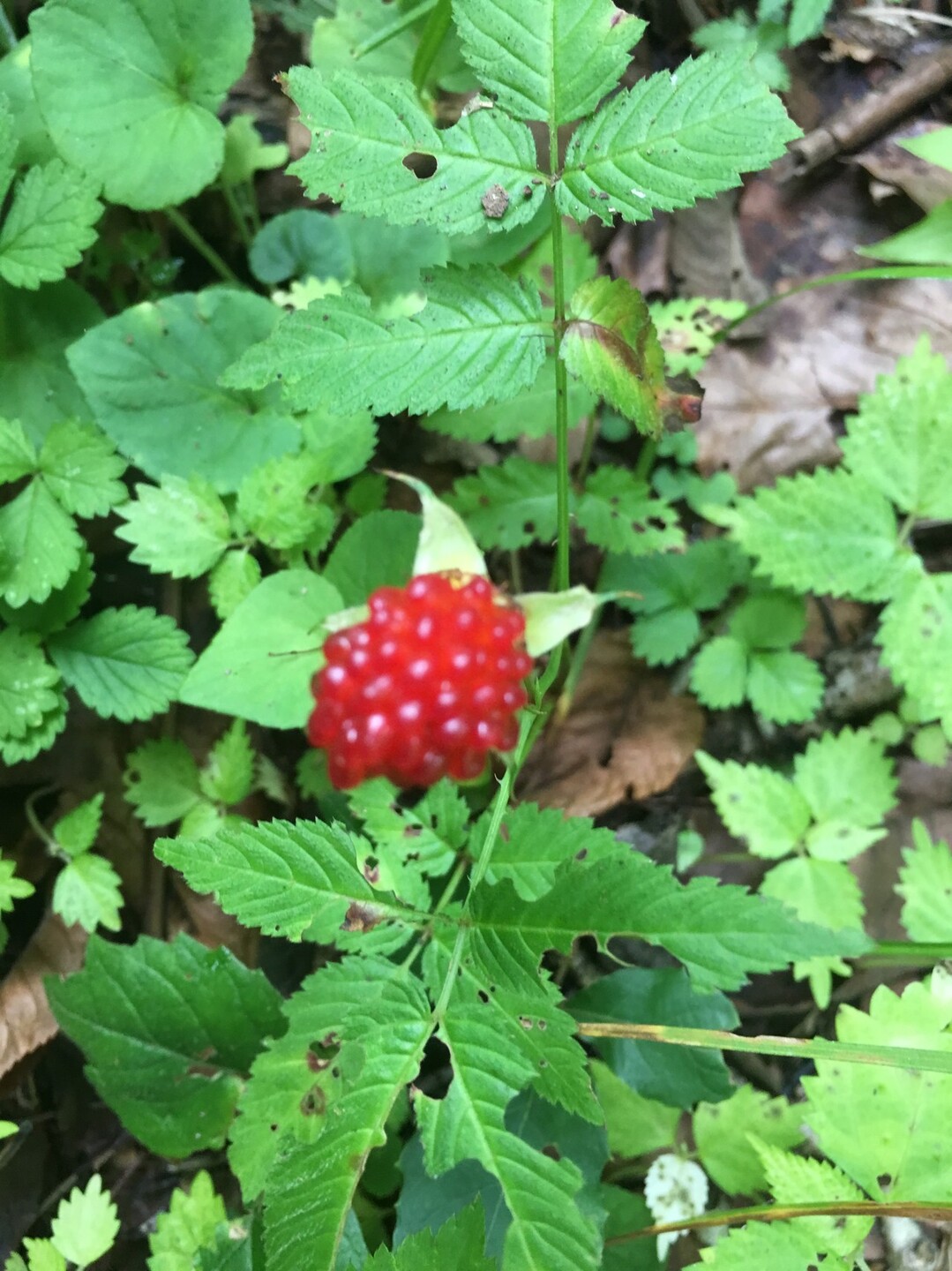 大倉滝 越中山猿さんの川上岳 位山 船山 飛騨富士 の活動日記 Yamap ヤマップ