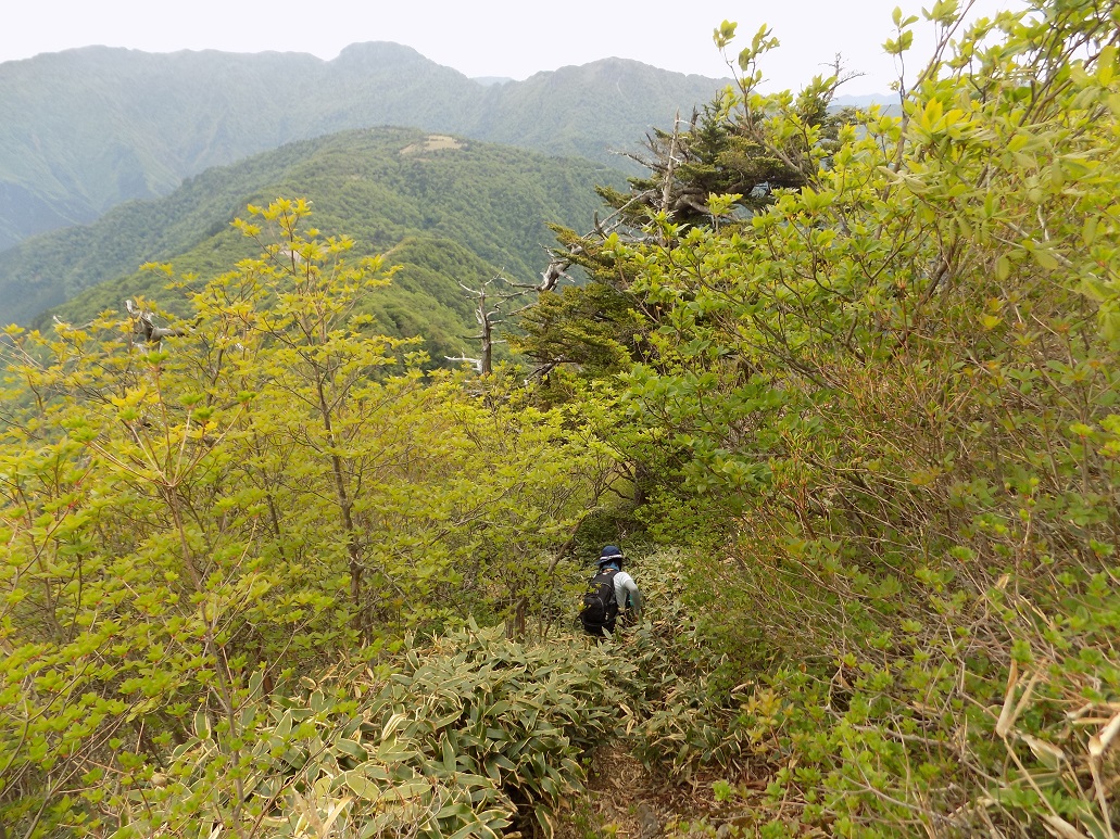 子持権現 ホンガケ道へ 2019 05 27 プチファーマさんの石鎚山 堂ヶ森 二ノ森の活動データ Yamap ヤマップ
