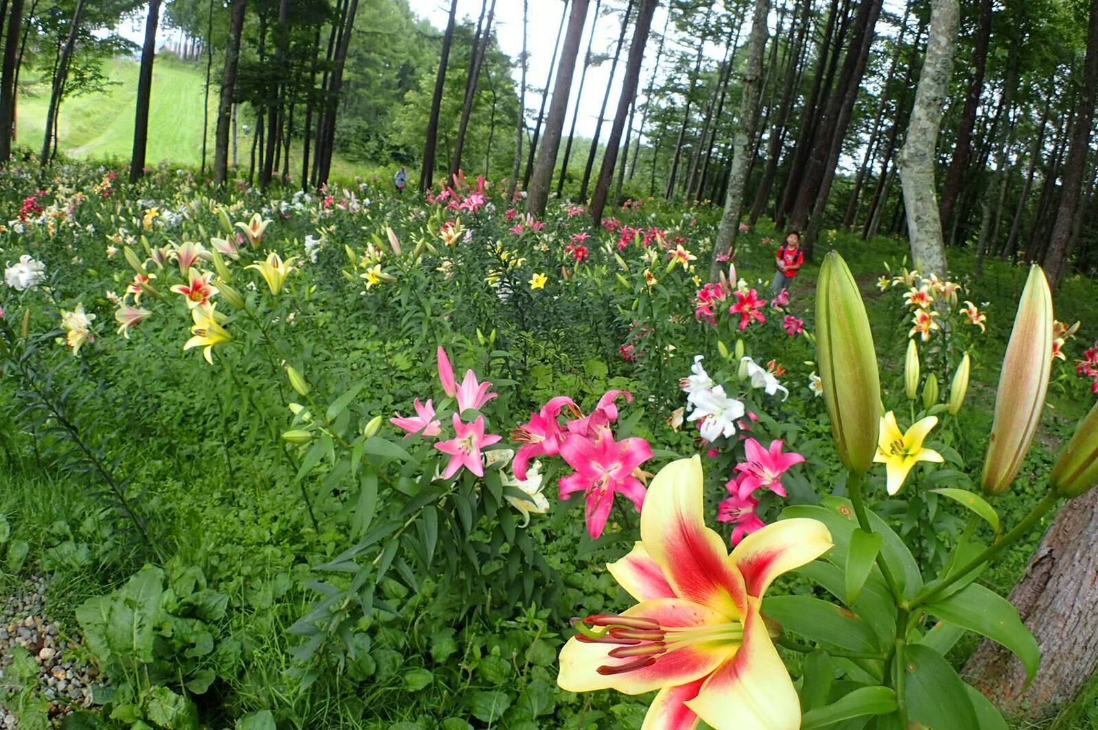 ハンターマウンテンゆり博 お花見レポ みやごりさんの高原山 釈迦ヶ岳 鶏頂山の活動データ Yamap ヤマップ