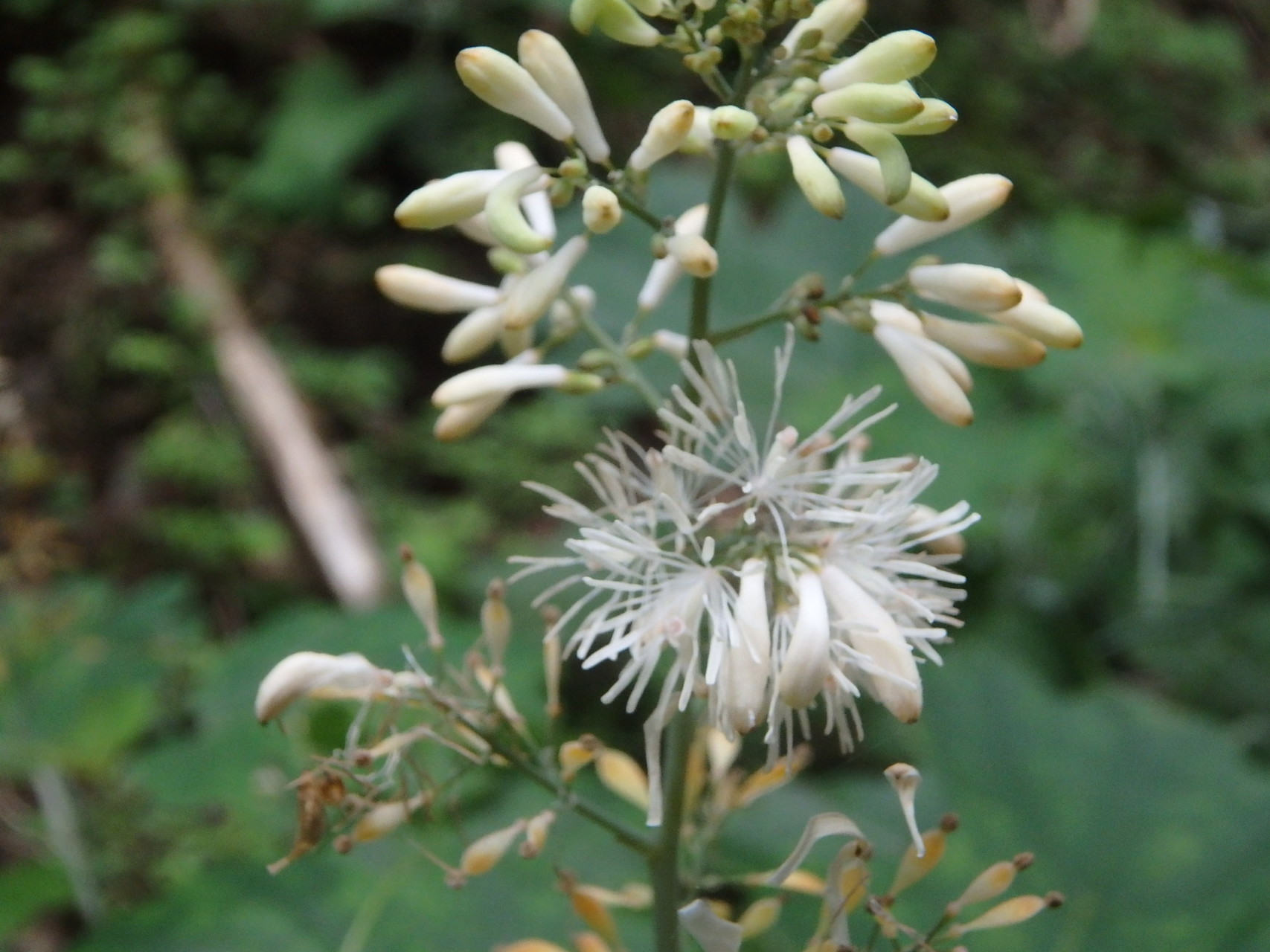諸塚村観光協会主催 エコツアー 黒岳登山とキレンゲショウマ観察会 に参加しました つるつるさんの揺岳 祇園山の活動日記 Yamap ヤマップ