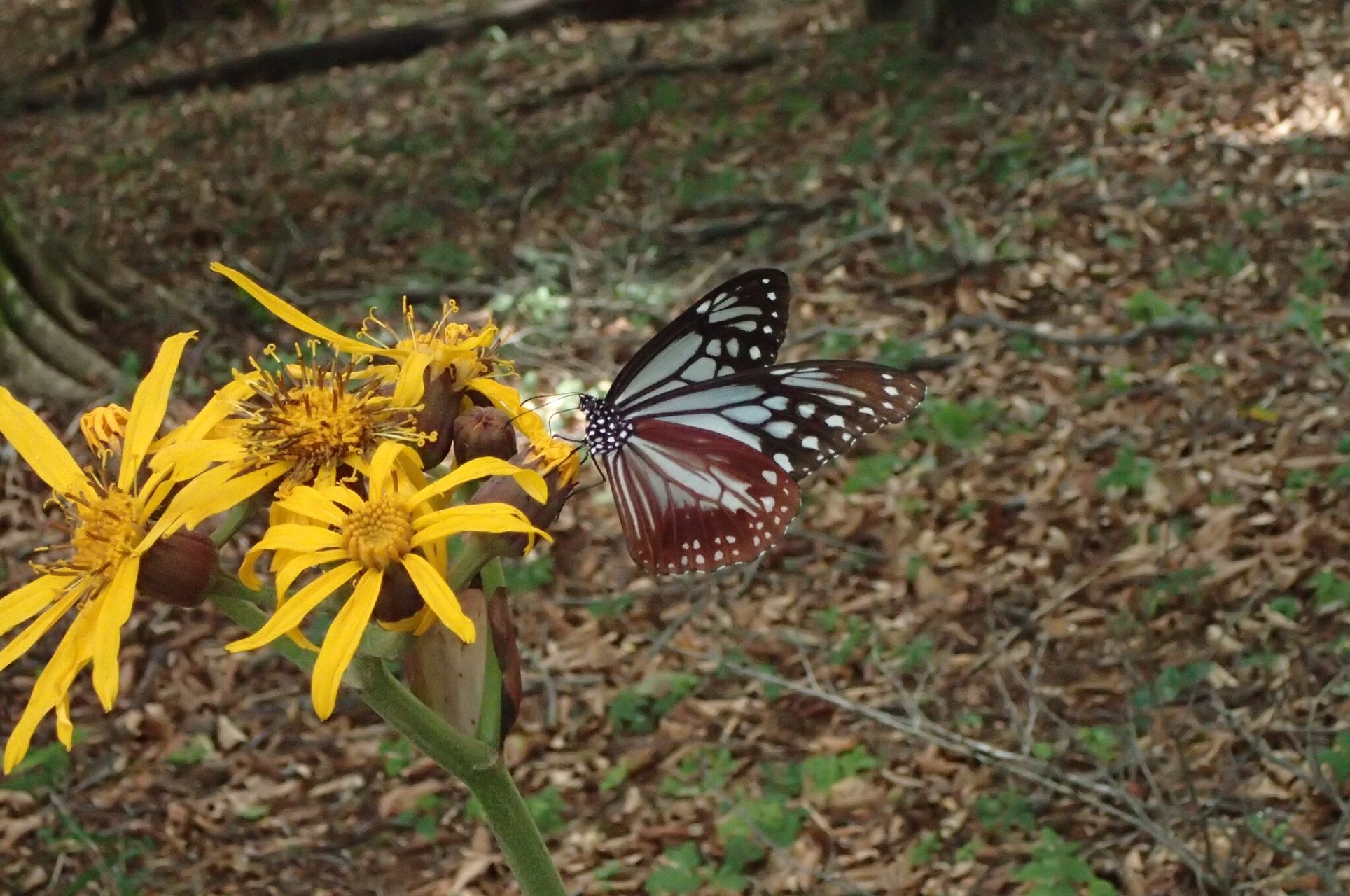エンドレス急登 鷹ノ巣山 日原 稲村岩尾根 鷹ノ巣山 水根沢林道 水根 Mimi Tocolier さんの雲取山 鷹ノ巣山 七ツ石山の活動データ Yamap ヤマップ