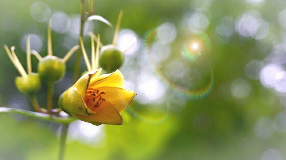白石山 向坂山 キレンゲショウマ群生地 最高です Gunjiさんの国見岳 烏帽子岳の活動データ Yamap ヤマップ