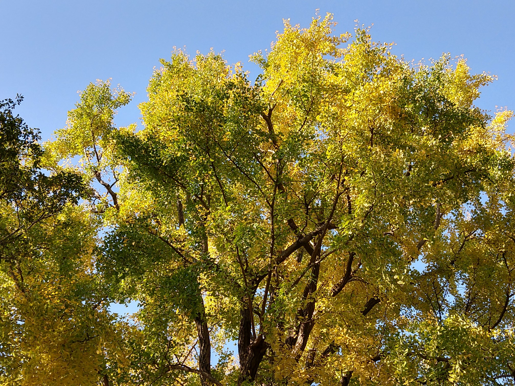 等々力渓谷 紅葉し始めかな 11 17 ホッチーヨッシーさんの東京都23区 南エリアの活動データ Yamap ヤマップ