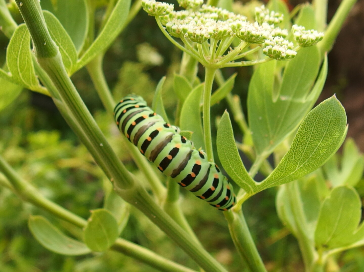 牧野植物園でｈａｎａｐ くろさんの五台山 鉢伏山 大平山の活動日記 Yamap ヤマップ