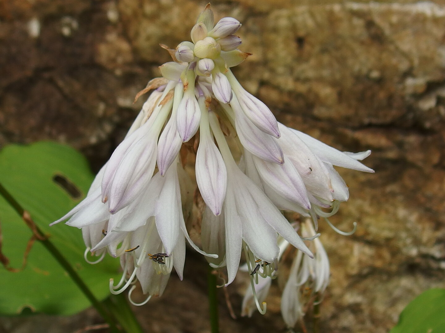 牧野植物園でｈａｎａｐ くろさんの五台山 鉢伏山 大平山の活動日記 Yamap ヤマップ