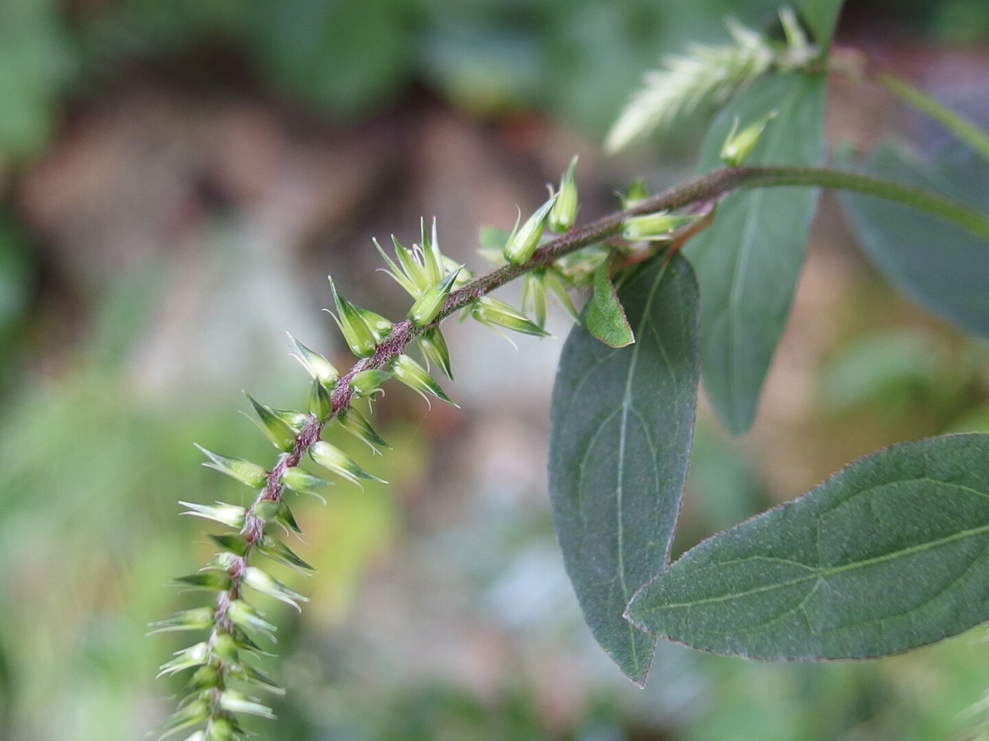 牧野植物園でｈａｎａｐ くろさんの五台山 鉢伏山 大平山の活動日記 Yamap ヤマップ