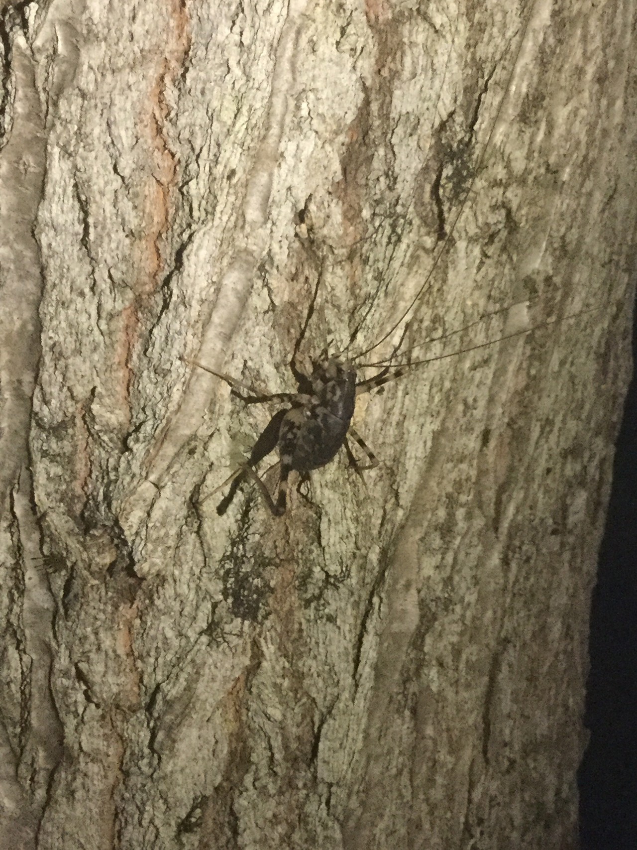 8 27奥琵琶湖キャンプ場 ビビさんの箕作山 太郎坊山の活動日記 Yamap ヤマップ