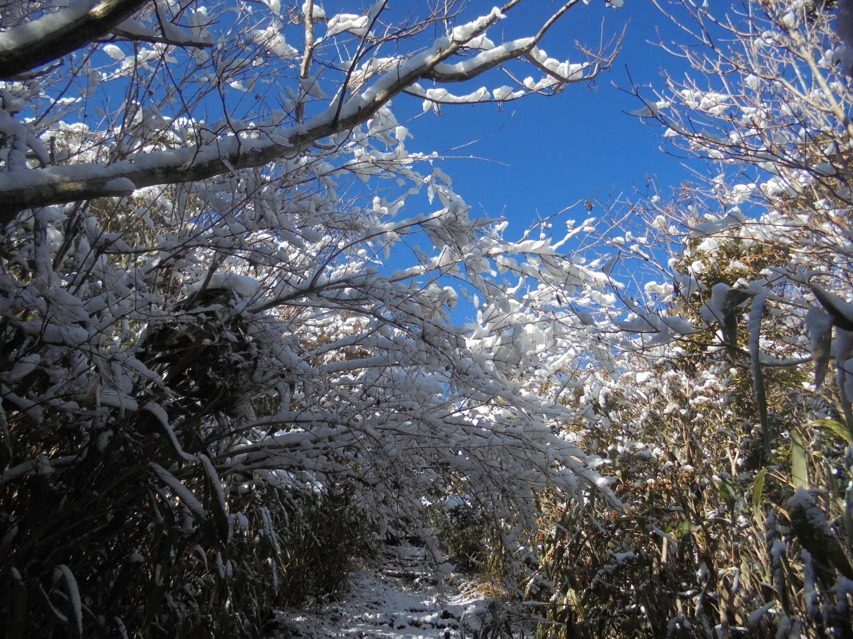 あせびの群生 陣ケ森 D A Nさんの国見山 雪光山 高知県 の活動データ Yamap ヤマップ