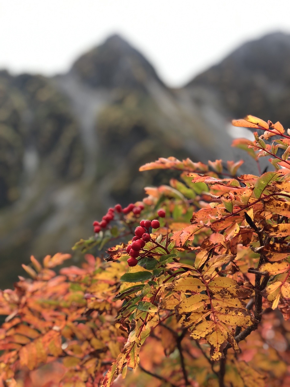 日本100名山 ゴリゴリ の奥穂高岳 すぐソコ じゃない 前穂高岳 Sachiko さんの槍ヶ岳 穂高岳 上高地の活動データ Yamap ヤマップ
