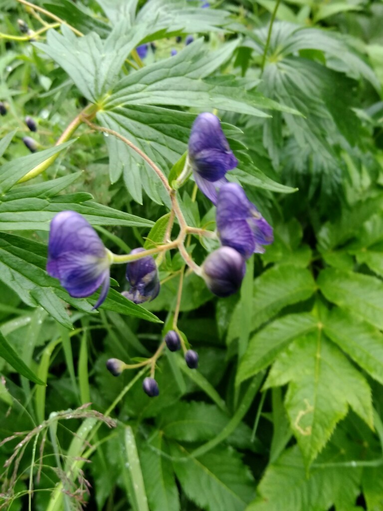 薬師沢左俣遡行は撤退残念また来年 2日目 こっこさんの水晶岳 薬師岳 黒部五郎岳の活動日記 Yamap ヤマップ