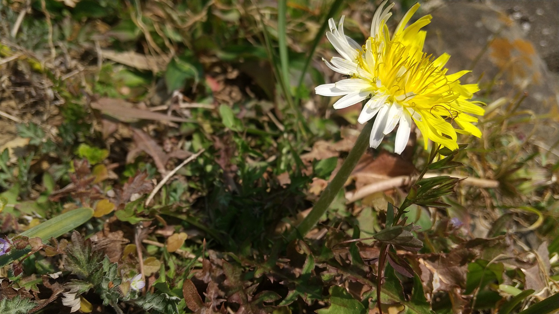 珍しいタンポポ見っけ 花びらの色が黄 あ 太郎さんのモーメント Yamap ヤマップ
