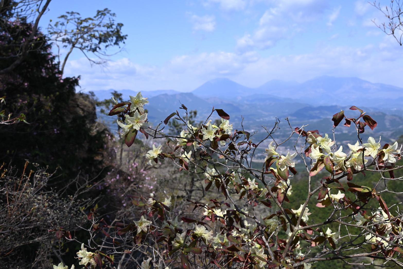 春の斑根石山 古賀志山に花を探しに登りました ひさおくんさんの古賀志山 赤岩山 鞍掛山 男抱山 半蔵山の活動データ Yamap ヤマップ