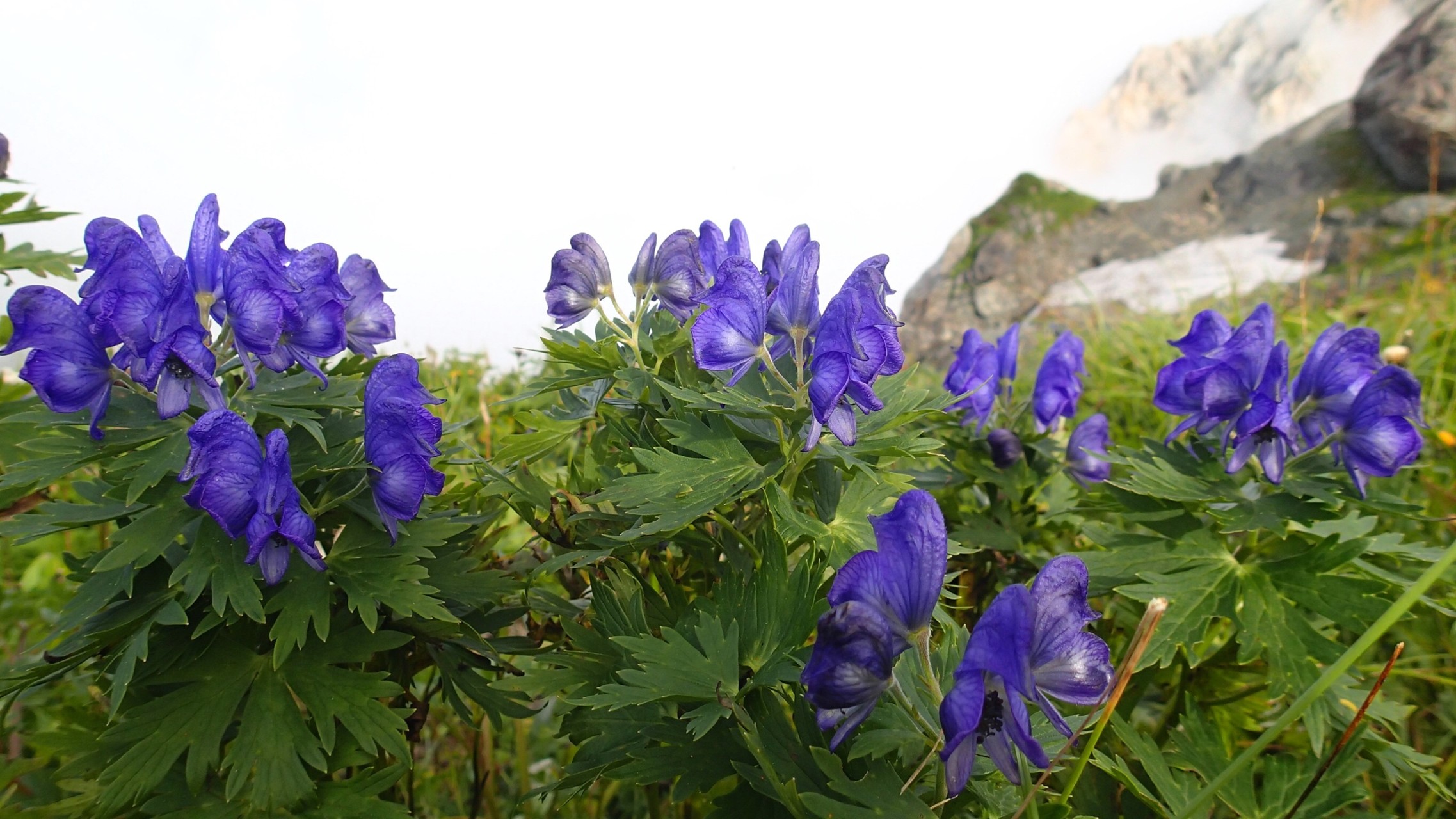 不帰の劔 白馬岳 鉱山道 蓮華温泉 Yamorimoriさんの白馬八方尾根スキー場の活動日記 Yamap ヤマップ