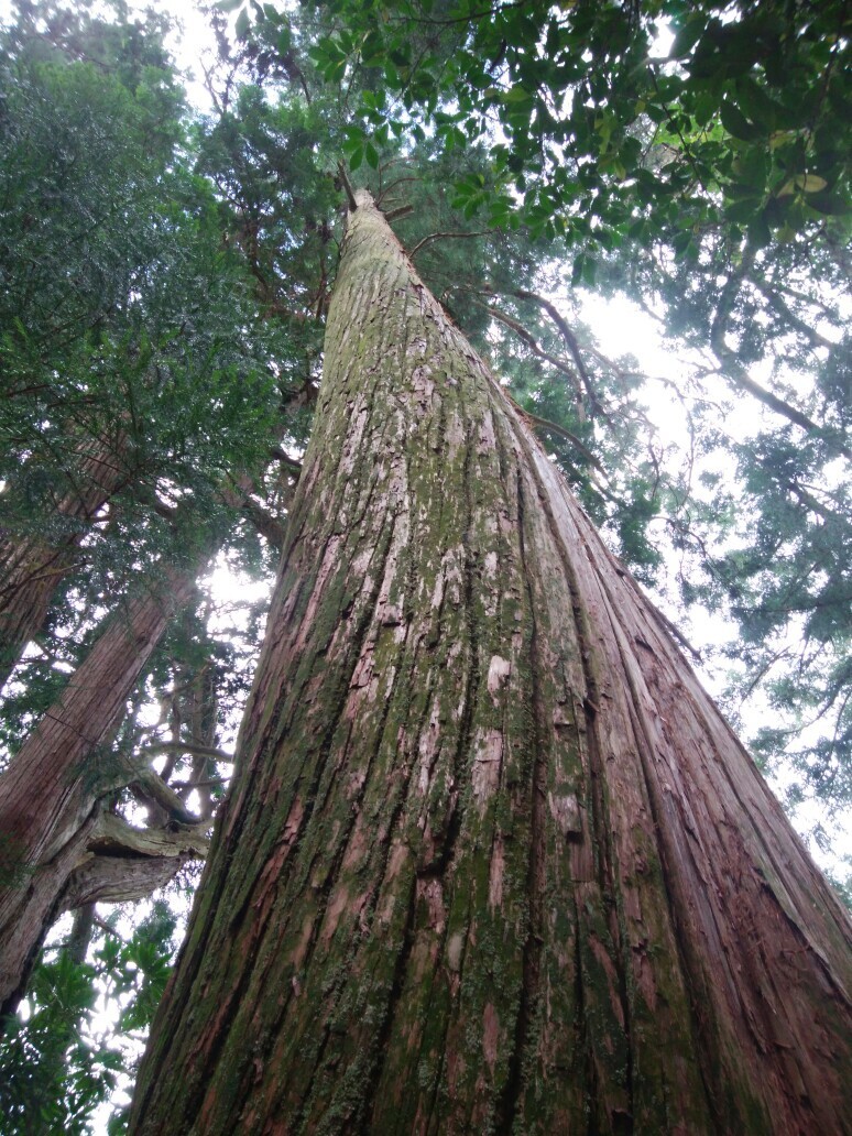 ずっと直登 W Yamap ヤマップ