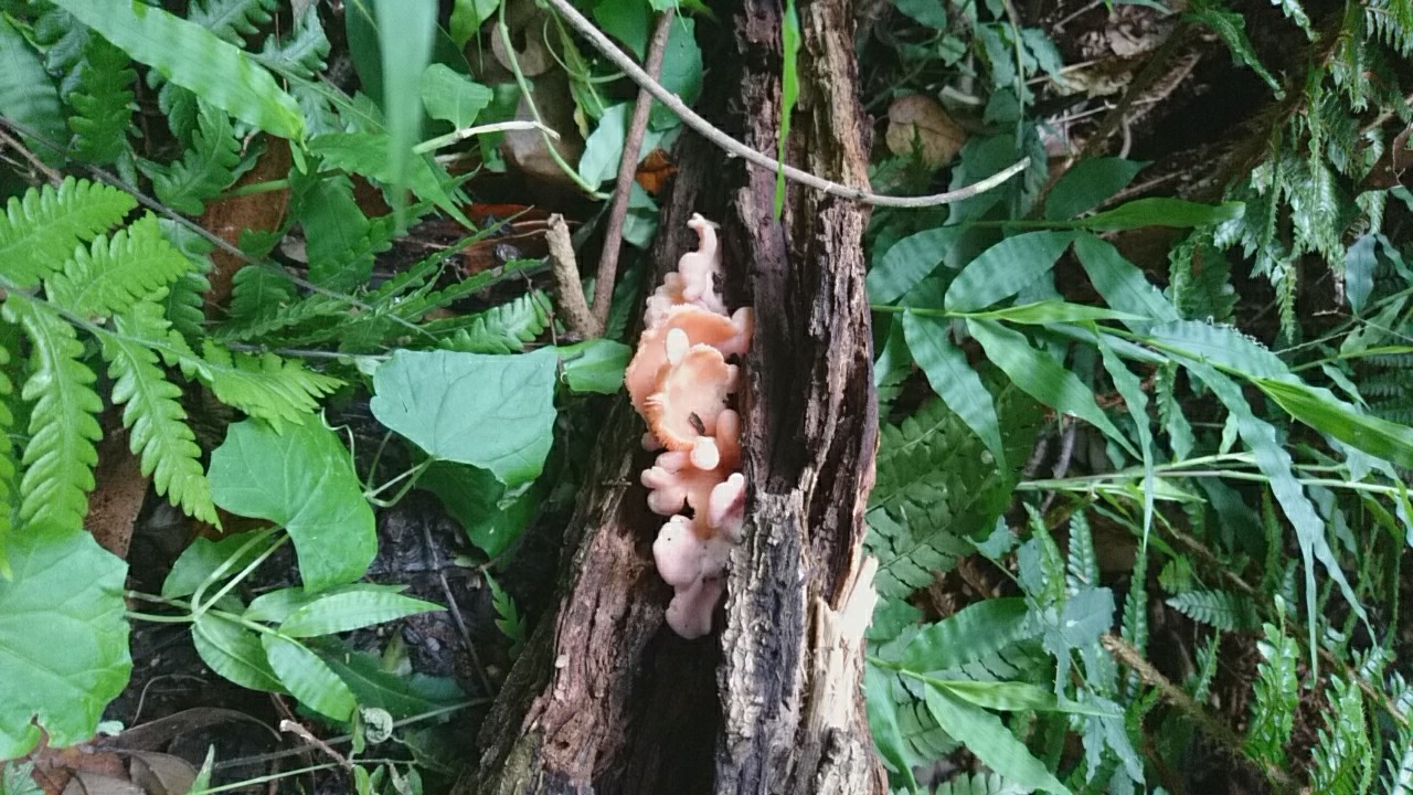 大楠山 前田川コース 芦名口コース まっするさんの横須賀市の活動日記 Yamap ヤマップ