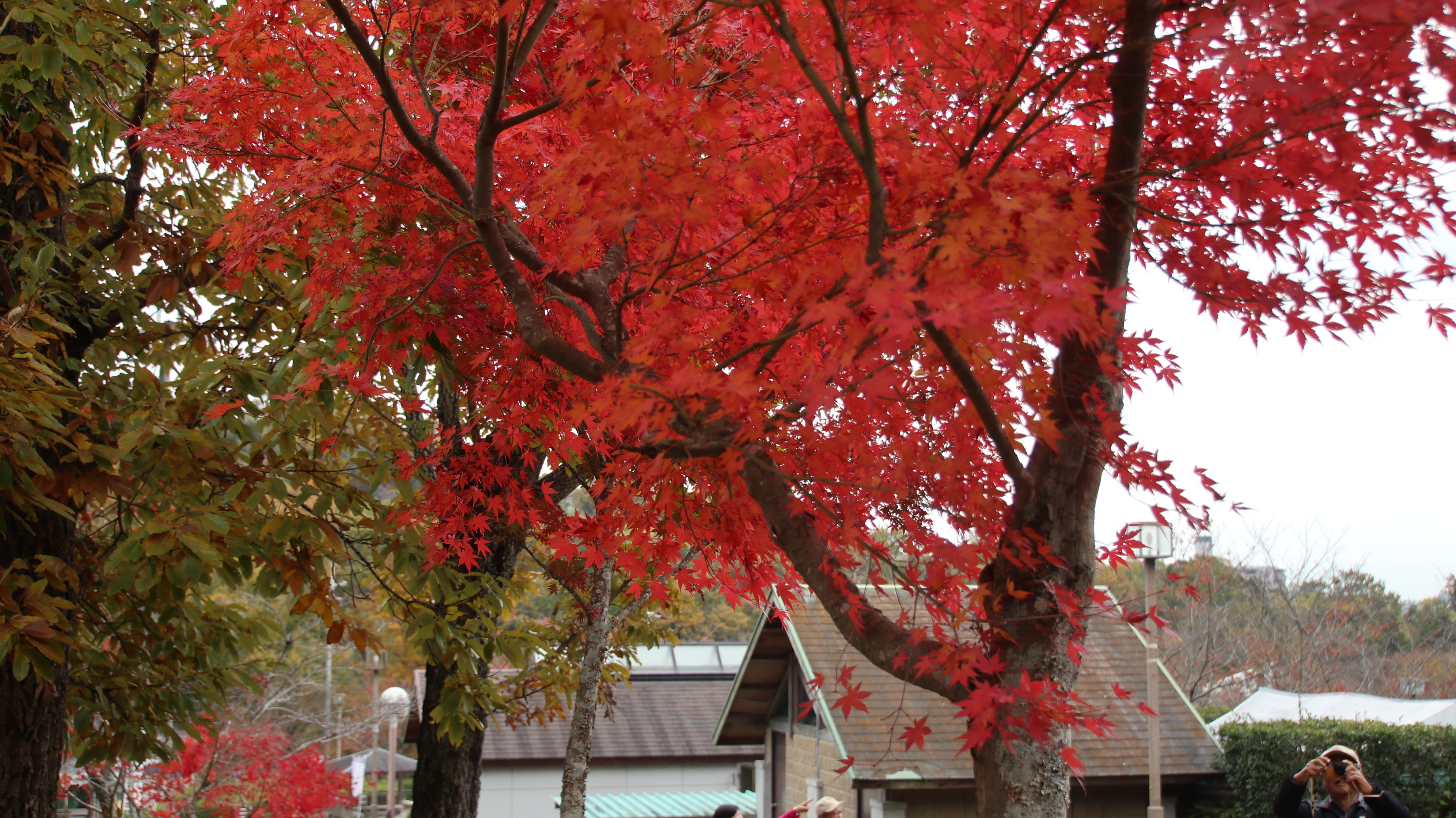 紅葉の摂津峡ハイキング かみやんさんの竜王山 茨木市 阿武山の活動日記 Yamap ヤマップ