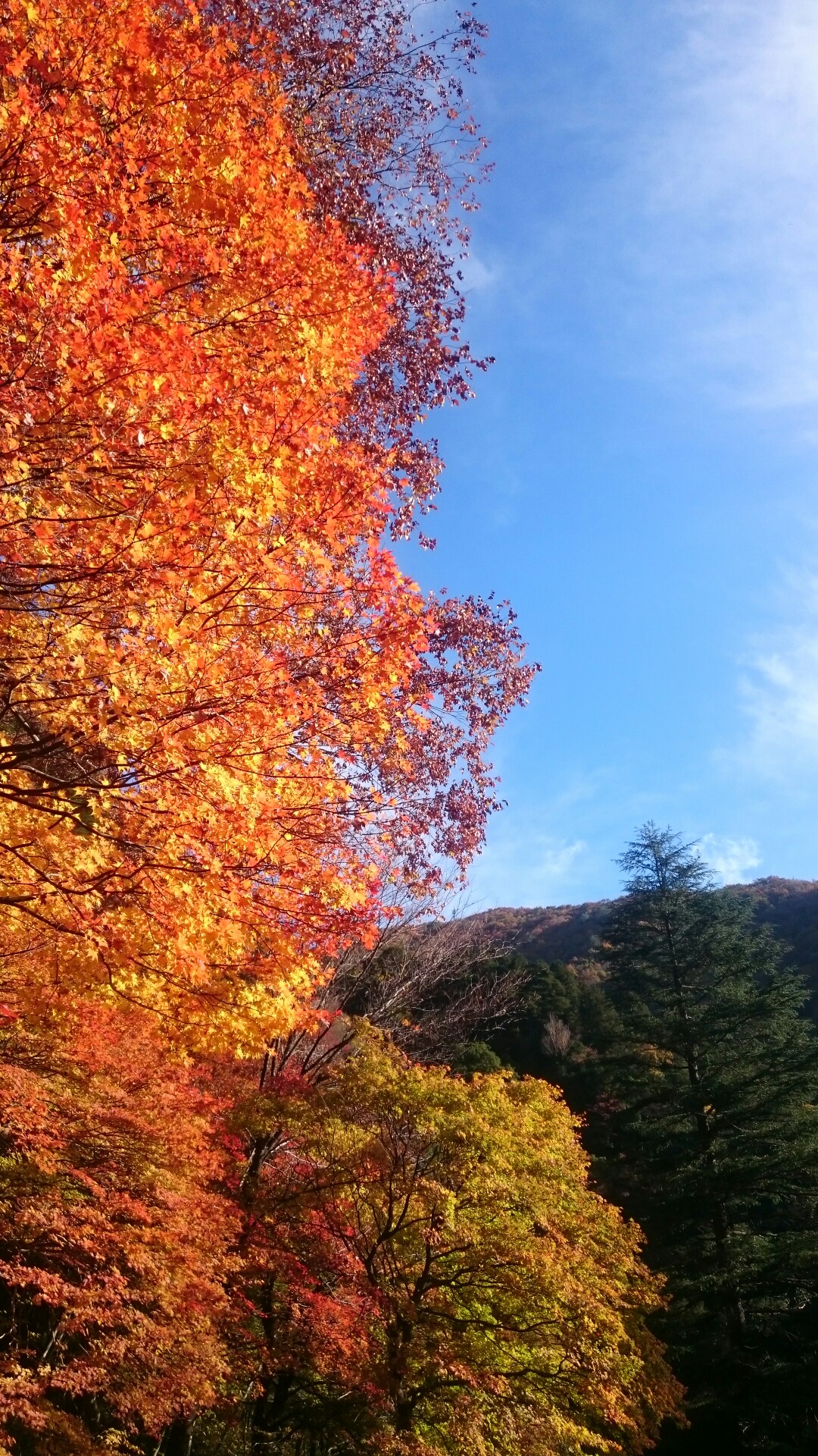秋の安芸 三段峡 紅葉 饅頭じゃないほう を求めて Ancさんの安芸太田町 三段峡の活動データ Yamap ヤマップ