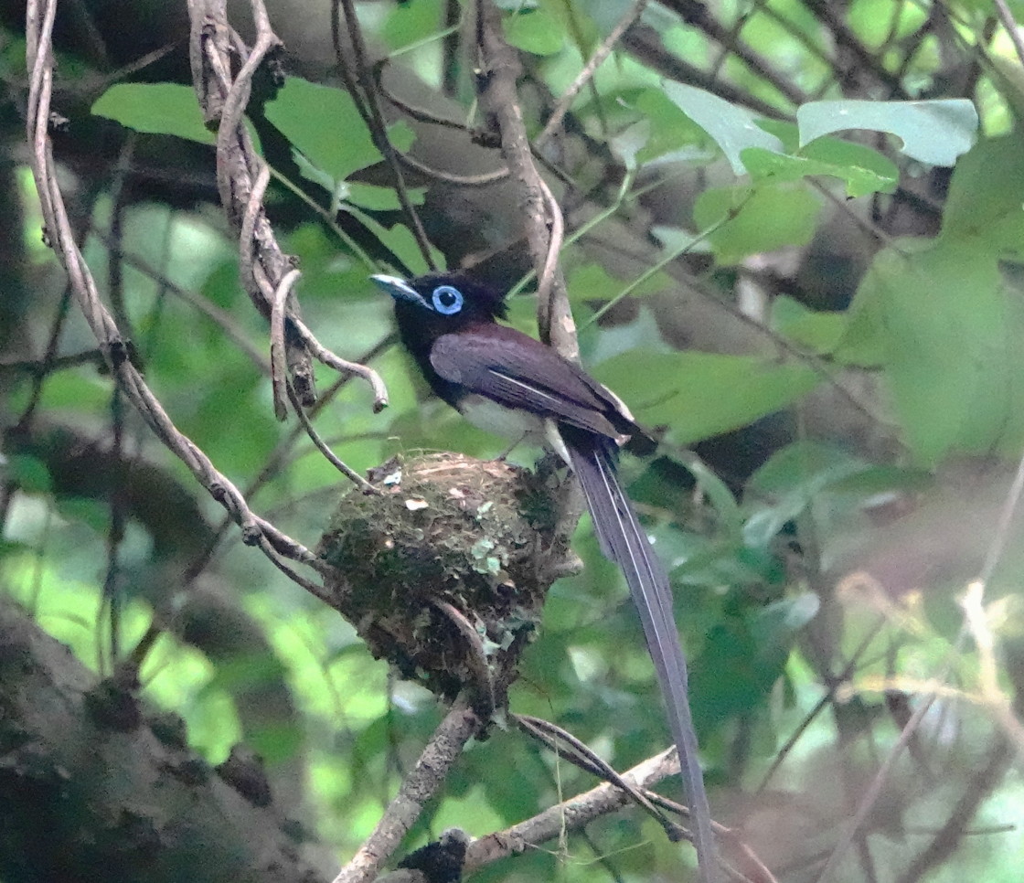 逗子 森戸川源流にて サンコウチョウのオスとメス アキチャン1491さんの逗子市の活動データ Yamap ヤマップ