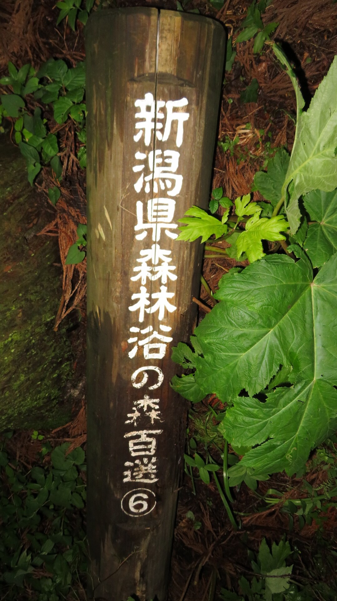 新潟県森林浴の森百選⑥〜耕雲寺〜 たへもんさんの村上市（村上地区）の活動データ Yamap ヤマップ