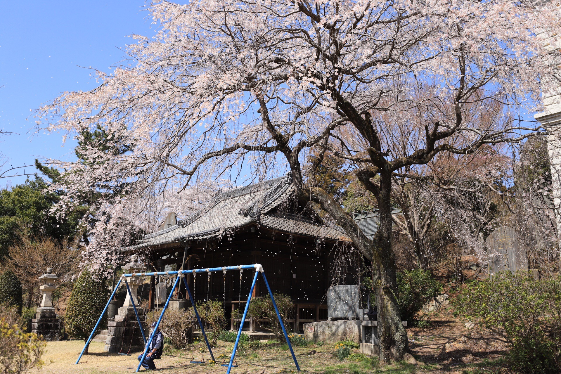 桜ひらひら 大中寺からの大平山 錦着山 いいもんさんの太平山 栃木県 晃石山 唐沢山の活動データ Yamap ヤマップ