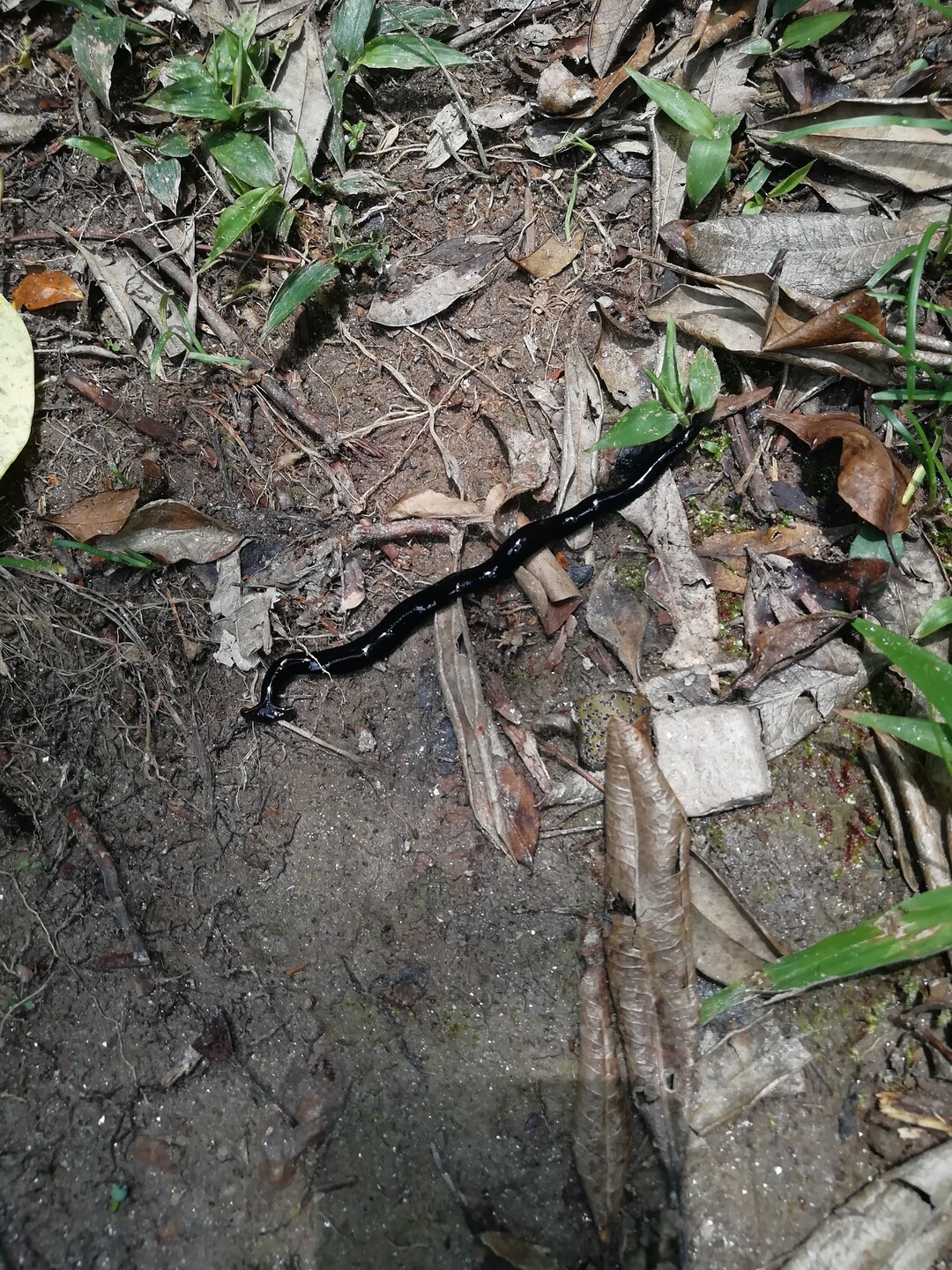 幸田町の京ヶ峯 21年6月30日 トレ男さんの京ヶ峯の活動日記 Yamap ヤマップ