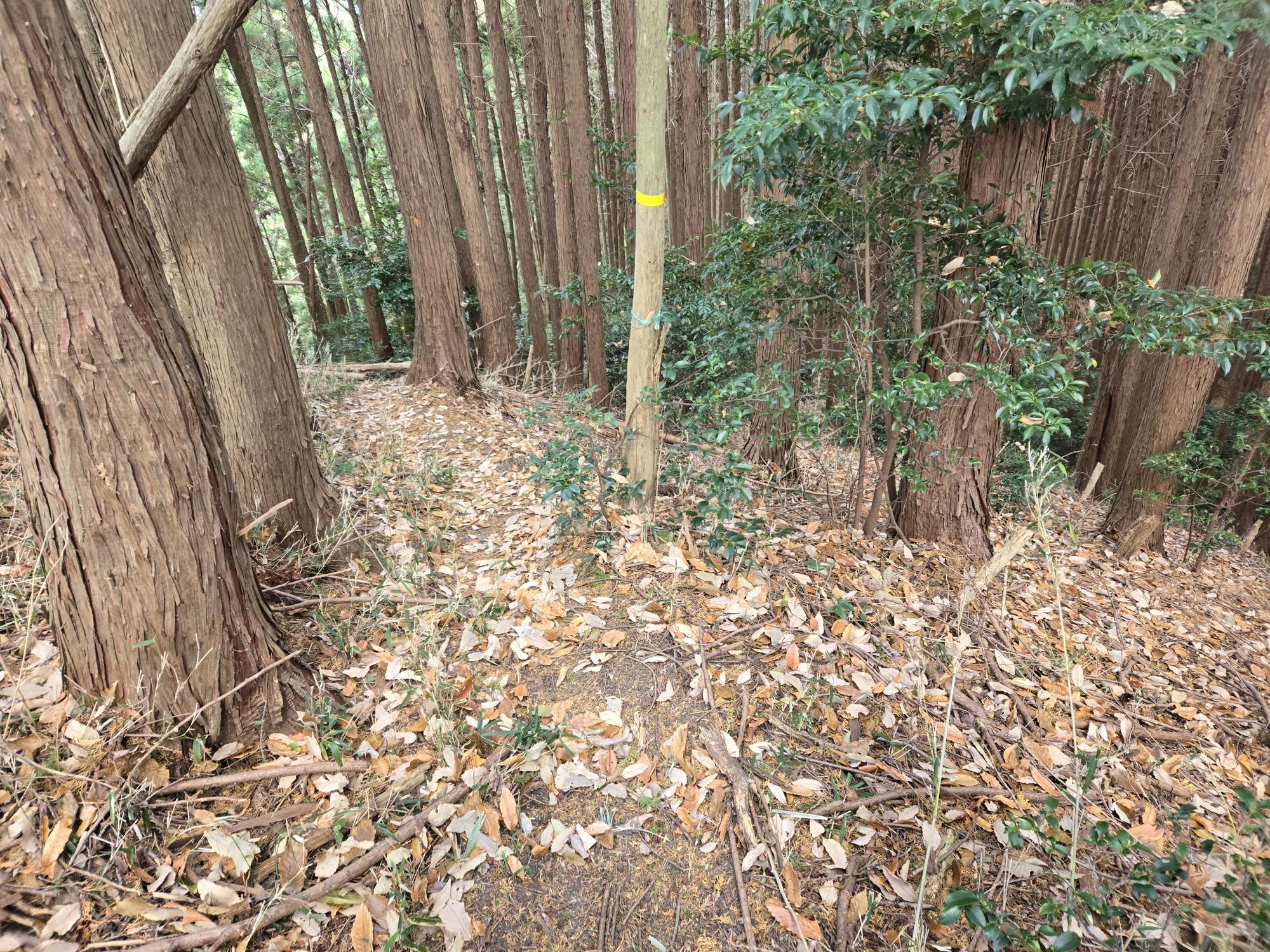 三輪山・巻向山・龍王山 ダンノダイラへ行く道です❗。